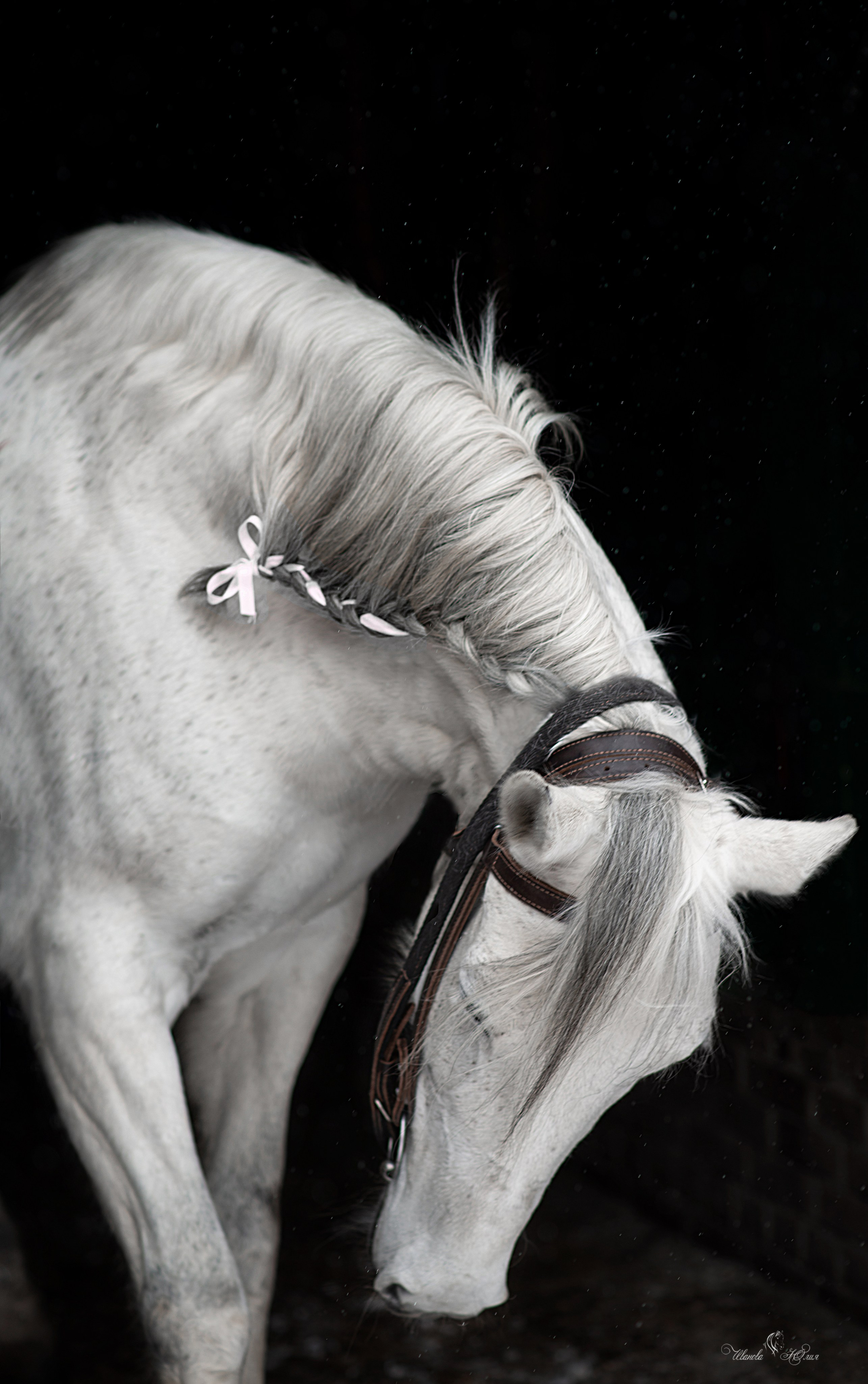 Лошади. Конный фотограф в Саратове Юлия Иванова