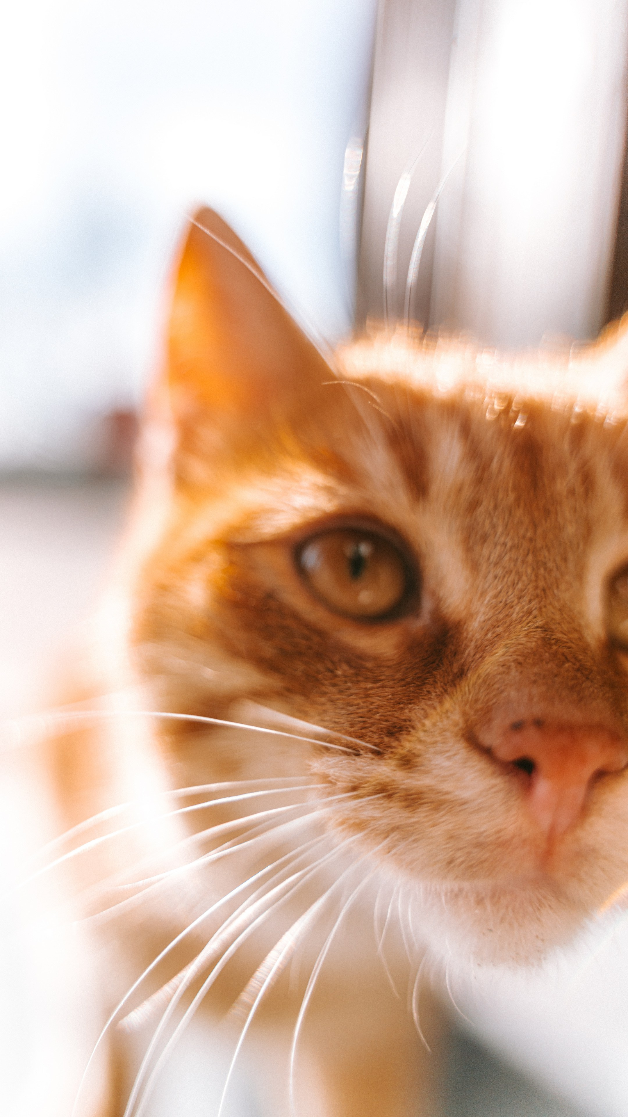 Кошки. Фотографии Дмитрия Захаренко