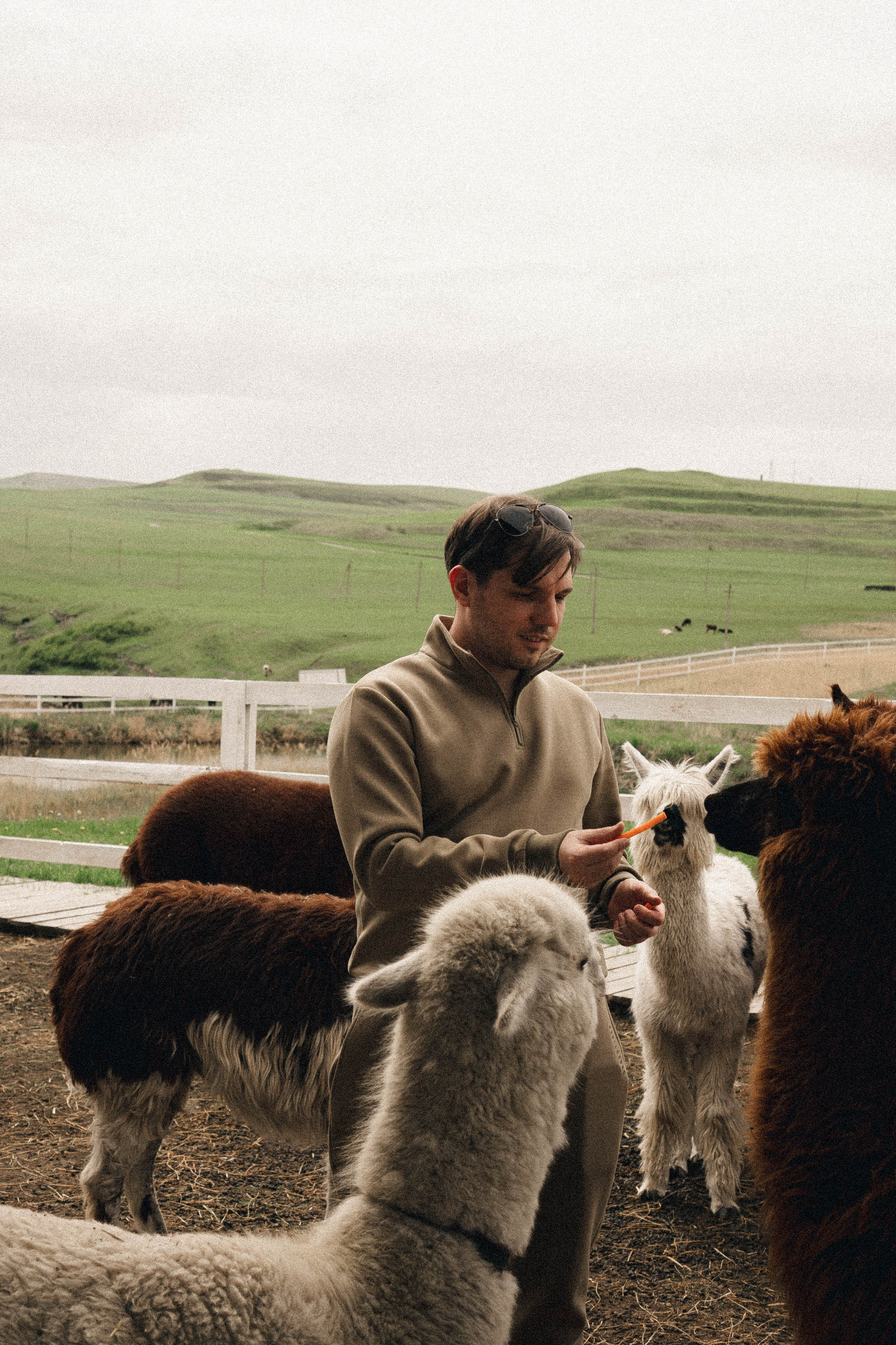 Ферма Альпак. Профессиональный фотограф, Санкт-Петербург — Виктория Богомолова