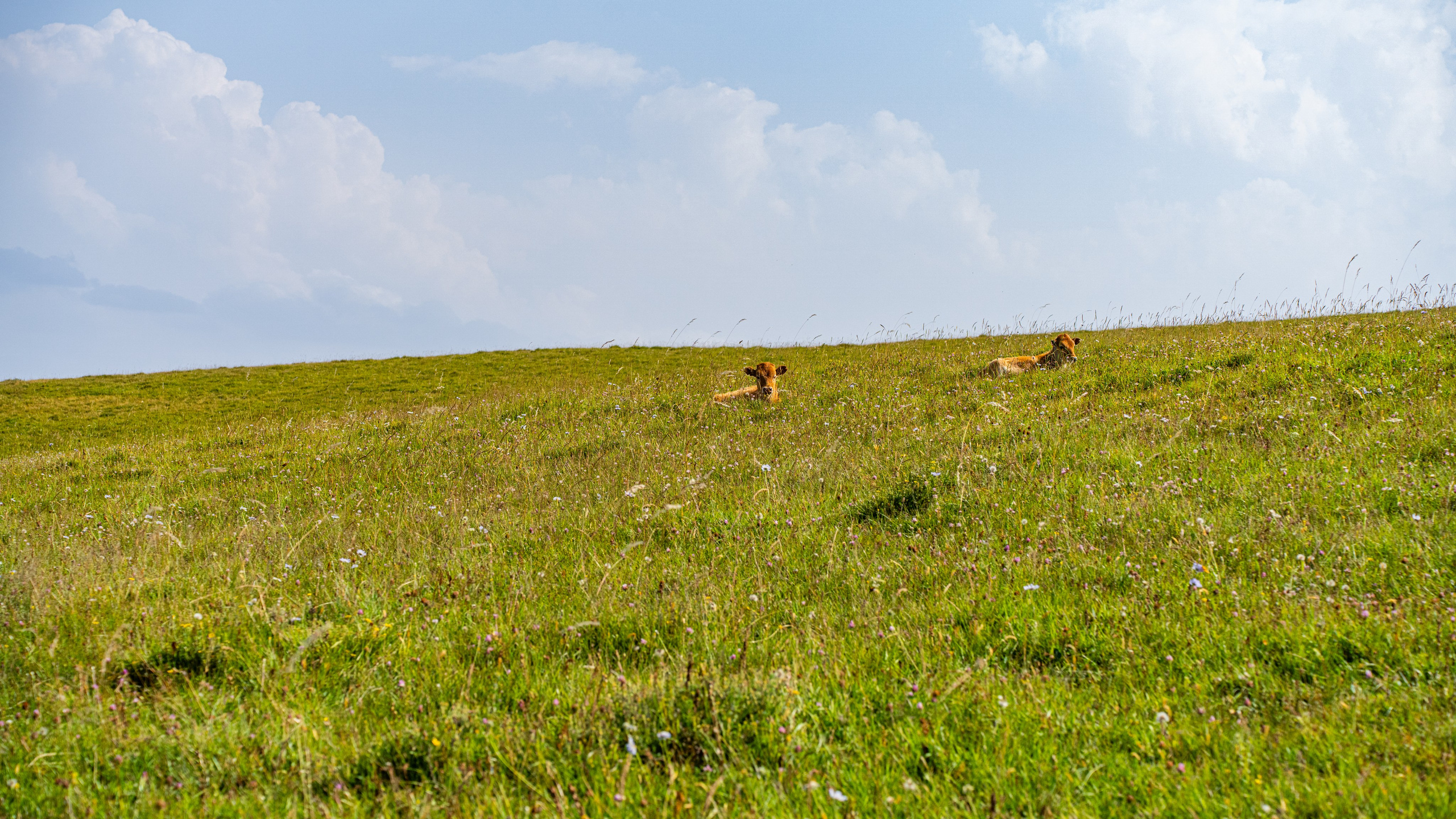 Дагестан. Фотограф в Москве. Шахабудин