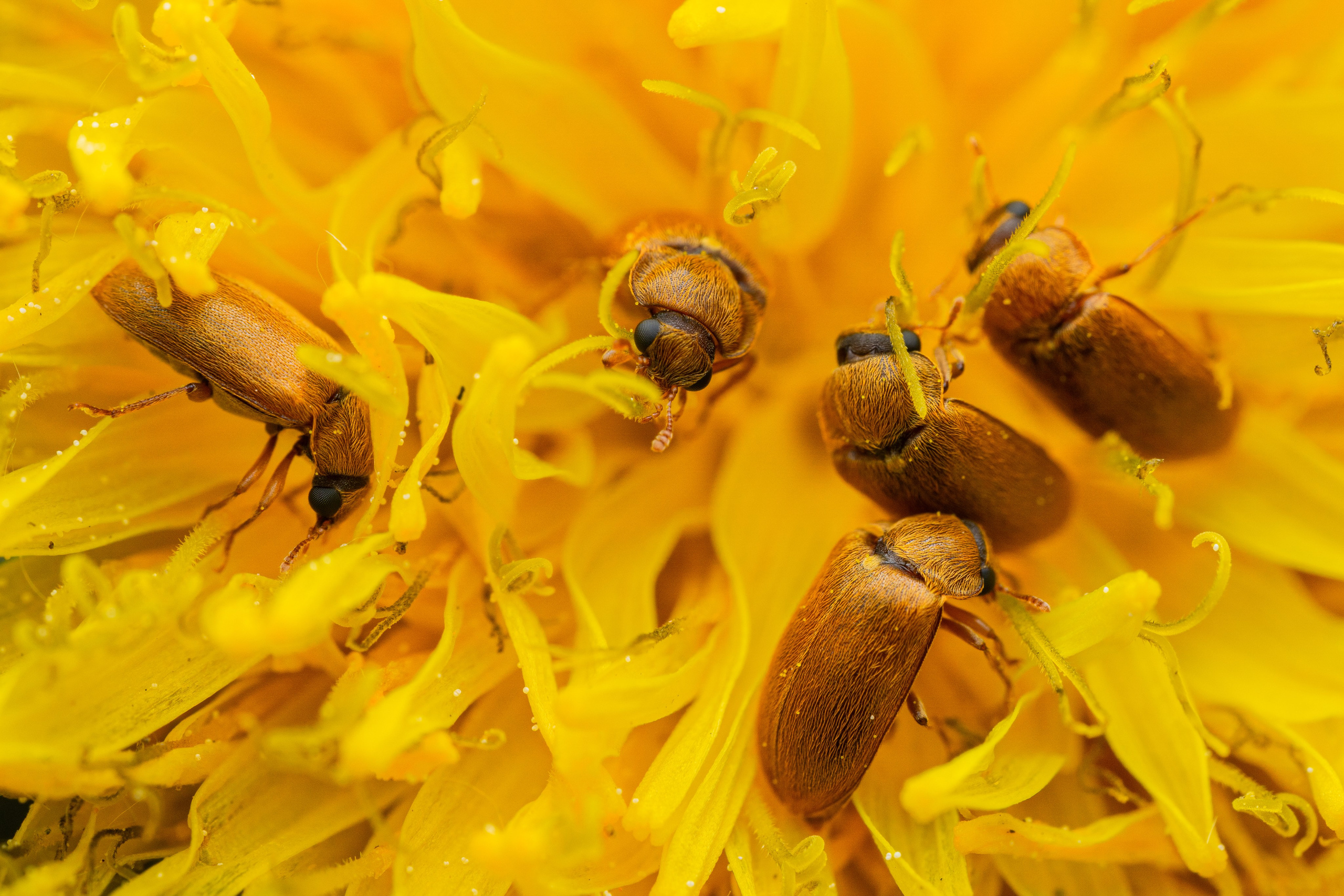 Малинный жук