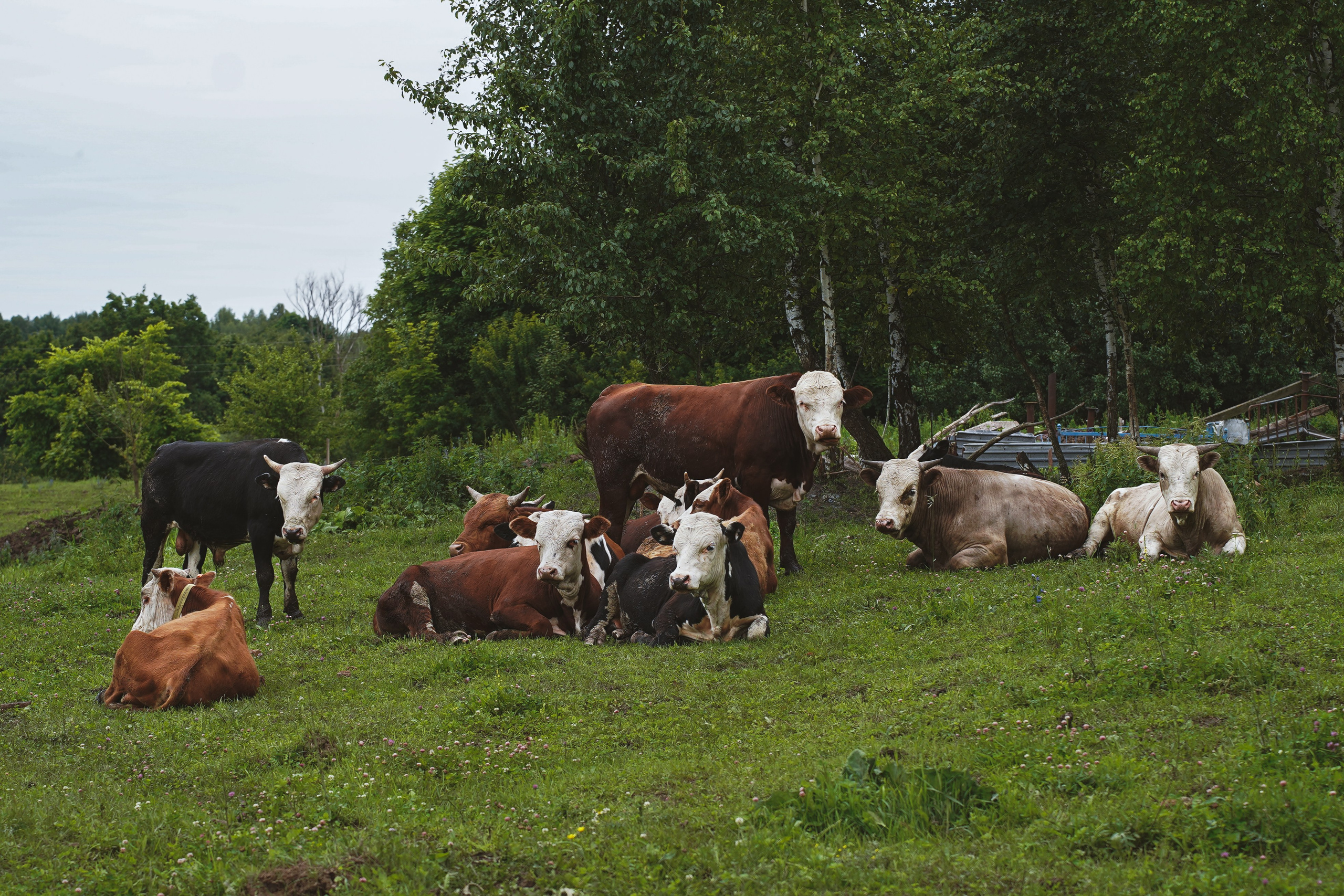 MOTHER EARTH. Фотограф и визуальный художник в Туле / Николай Рейзвих