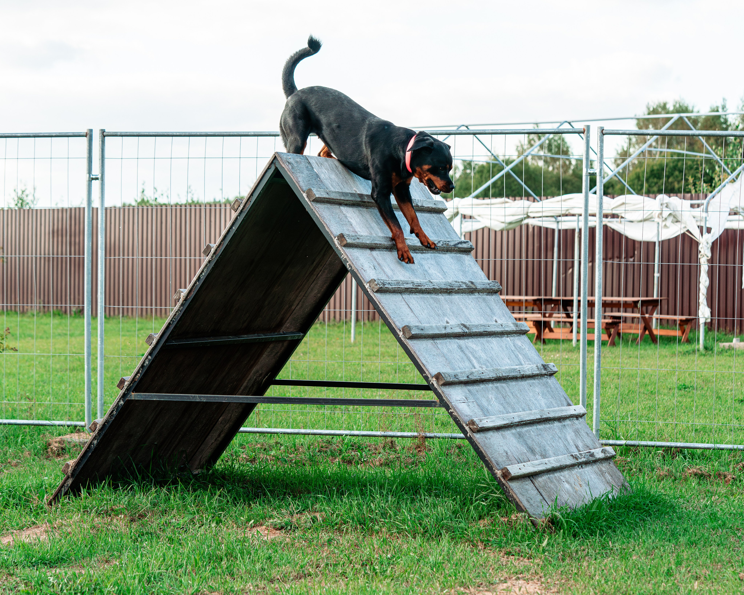 Ваш путь к ПОБЕДЕ (ТРЕНИРОВКИ). Фотограф-анималист, семейный фотограф в Москве и Подмосковье. Фотосъёмка кинологических дисциплин
