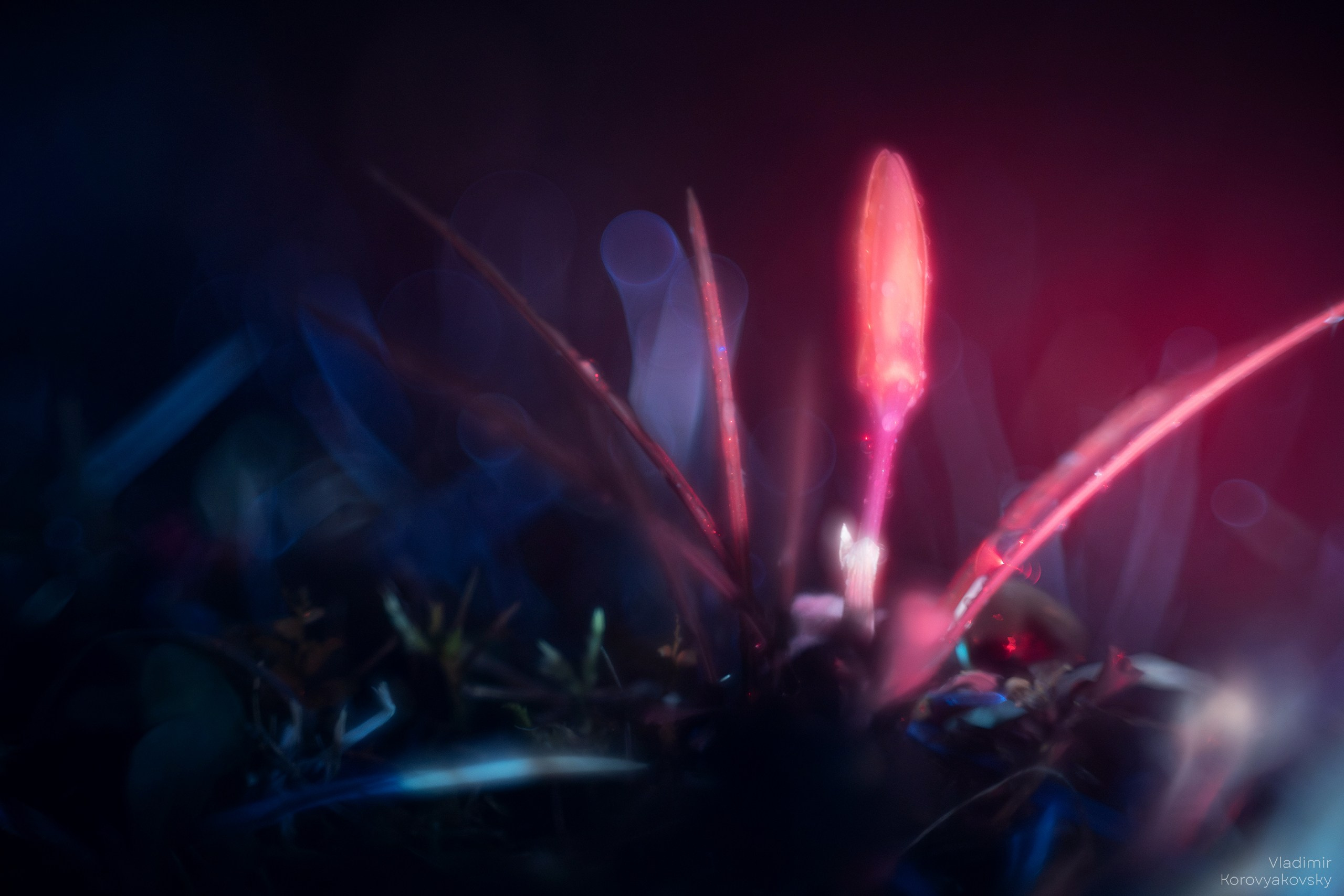 Nature. Photographer Vladimir Korovyakovsky