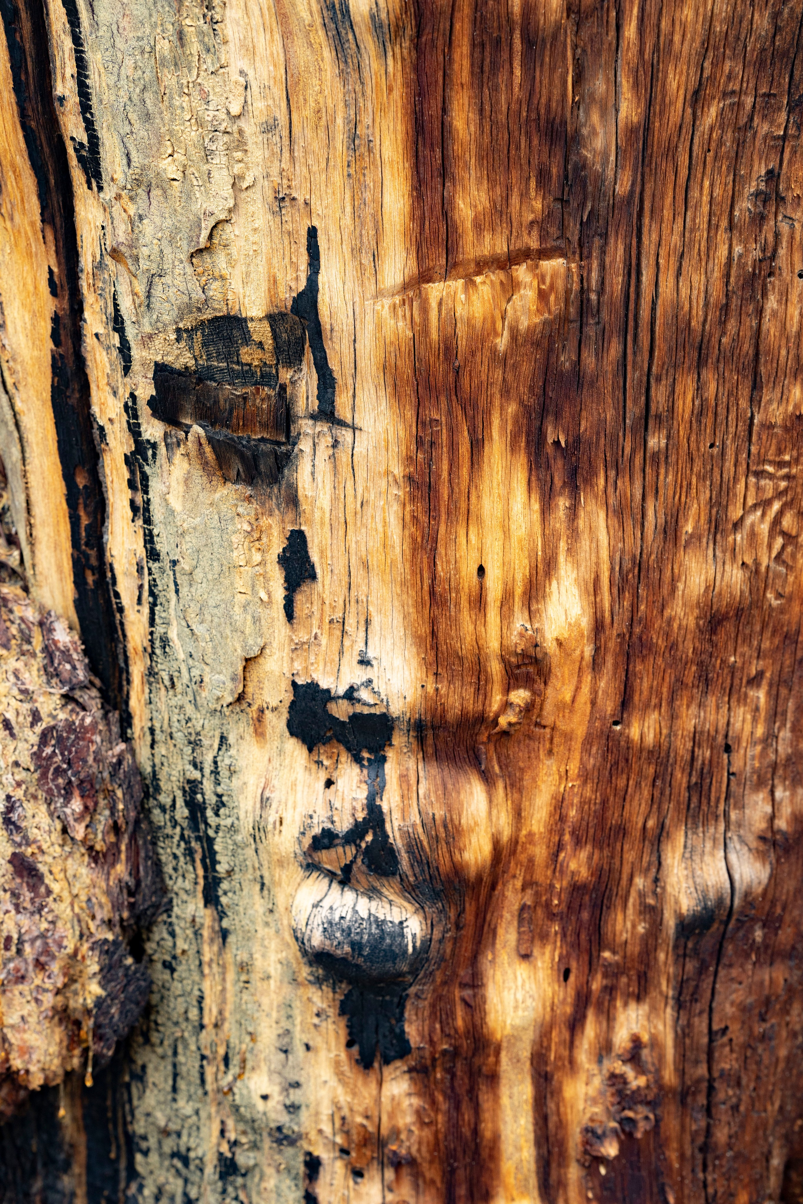 Дерево на Ольхоне