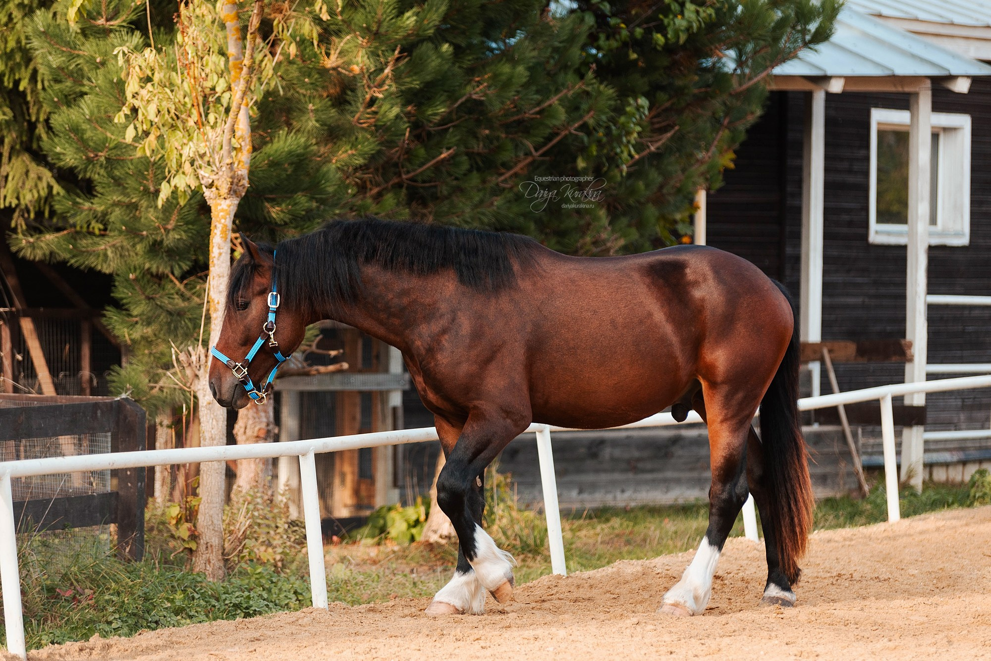 Анастасия, Татьяна и Волконский. Конный фотограф Куракина Дарья • Фотосессии с лошадьми