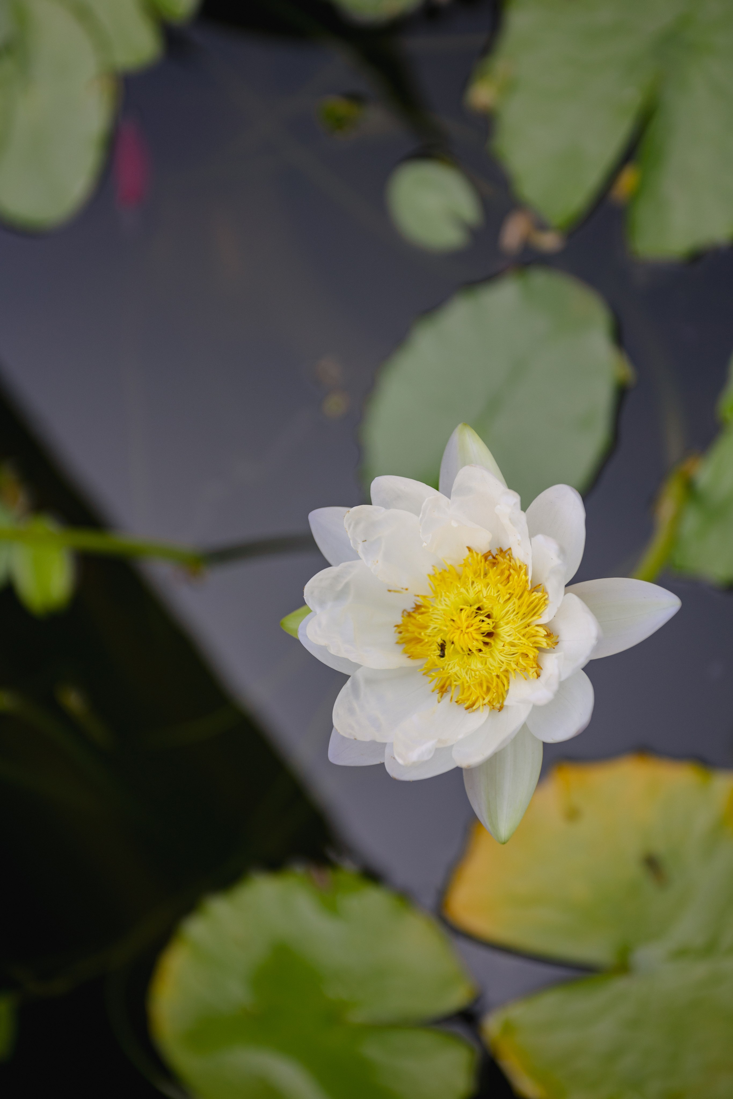 Bangkok. Фотограф Сонкина Татьяна