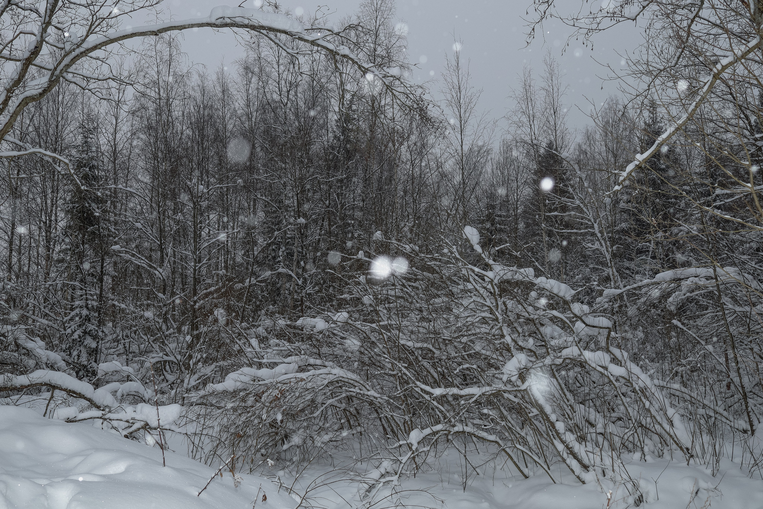 Природа &. Фотохудожник в СПб