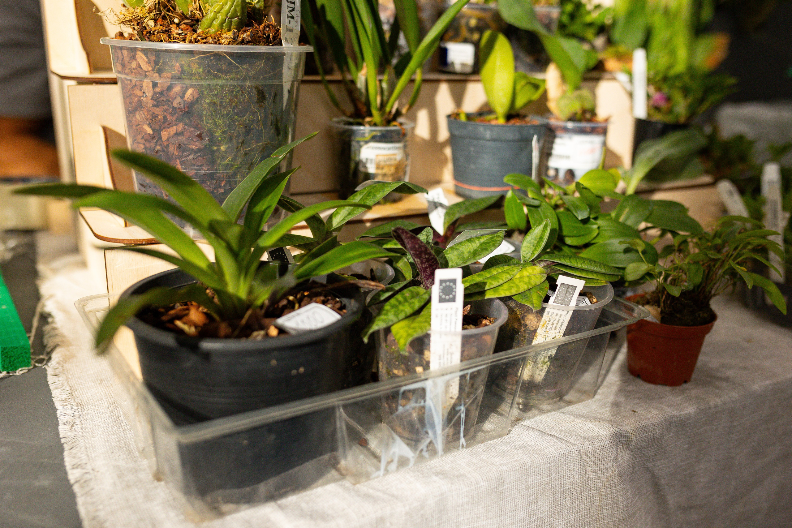 Орхидиум сентябрь 2025. Александра Куликова фотограф, Москва