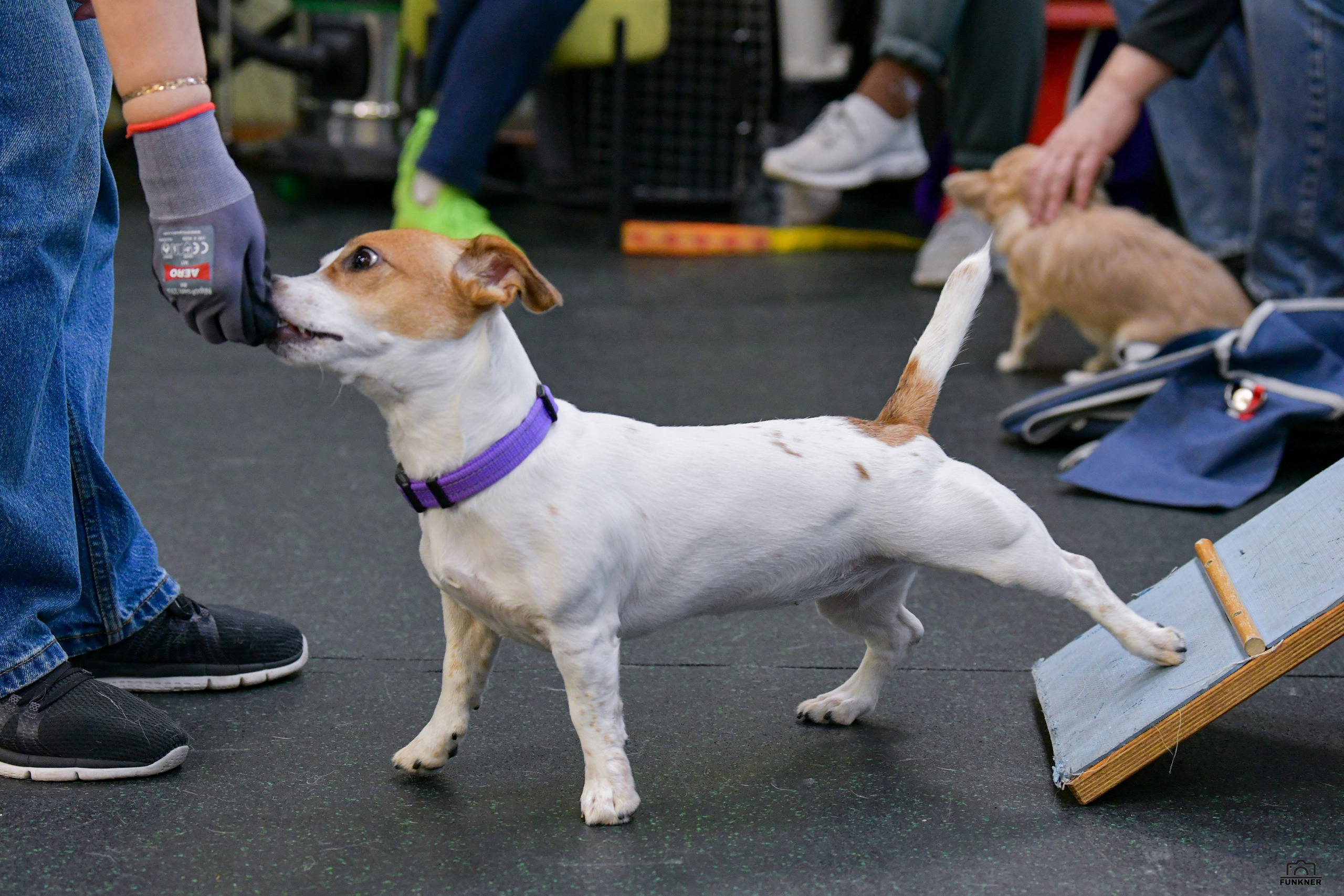 Кинологический клуб «Бодрый хвост». Свой взгляд через объектив