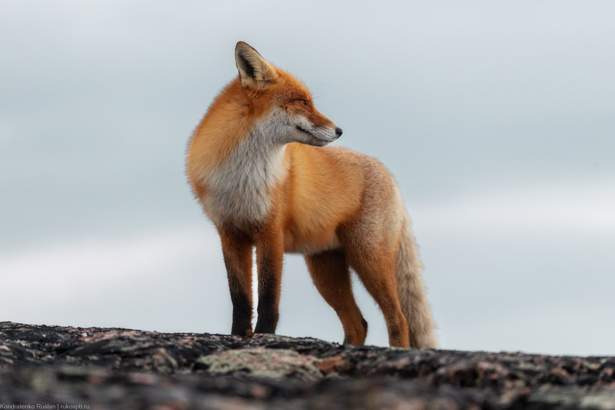 Лиса. Архитектурный и пейзажный фотограф Кондратенко Руслан, Санкт-Петербург