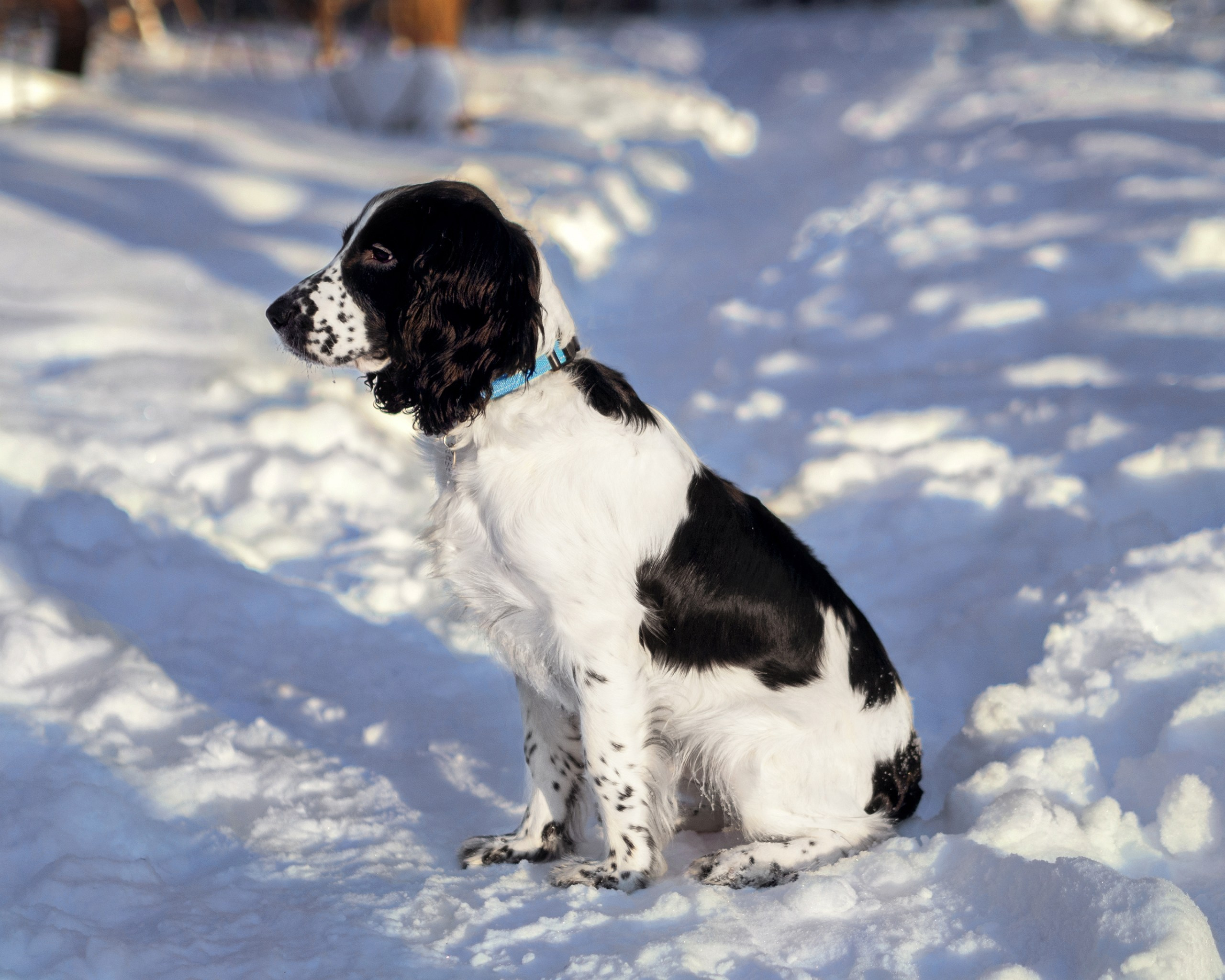 Саша и Стив