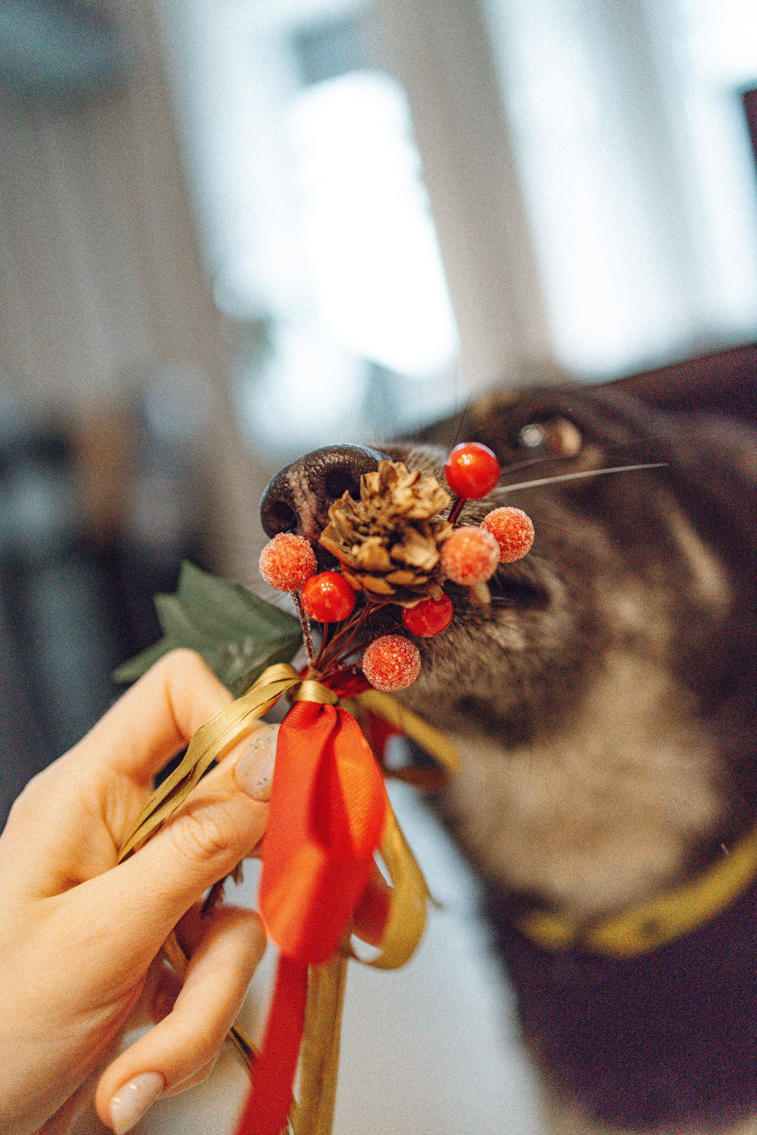 Ника, Матиша и Герда. Фотограф-анималист в Москве Лера Черноног