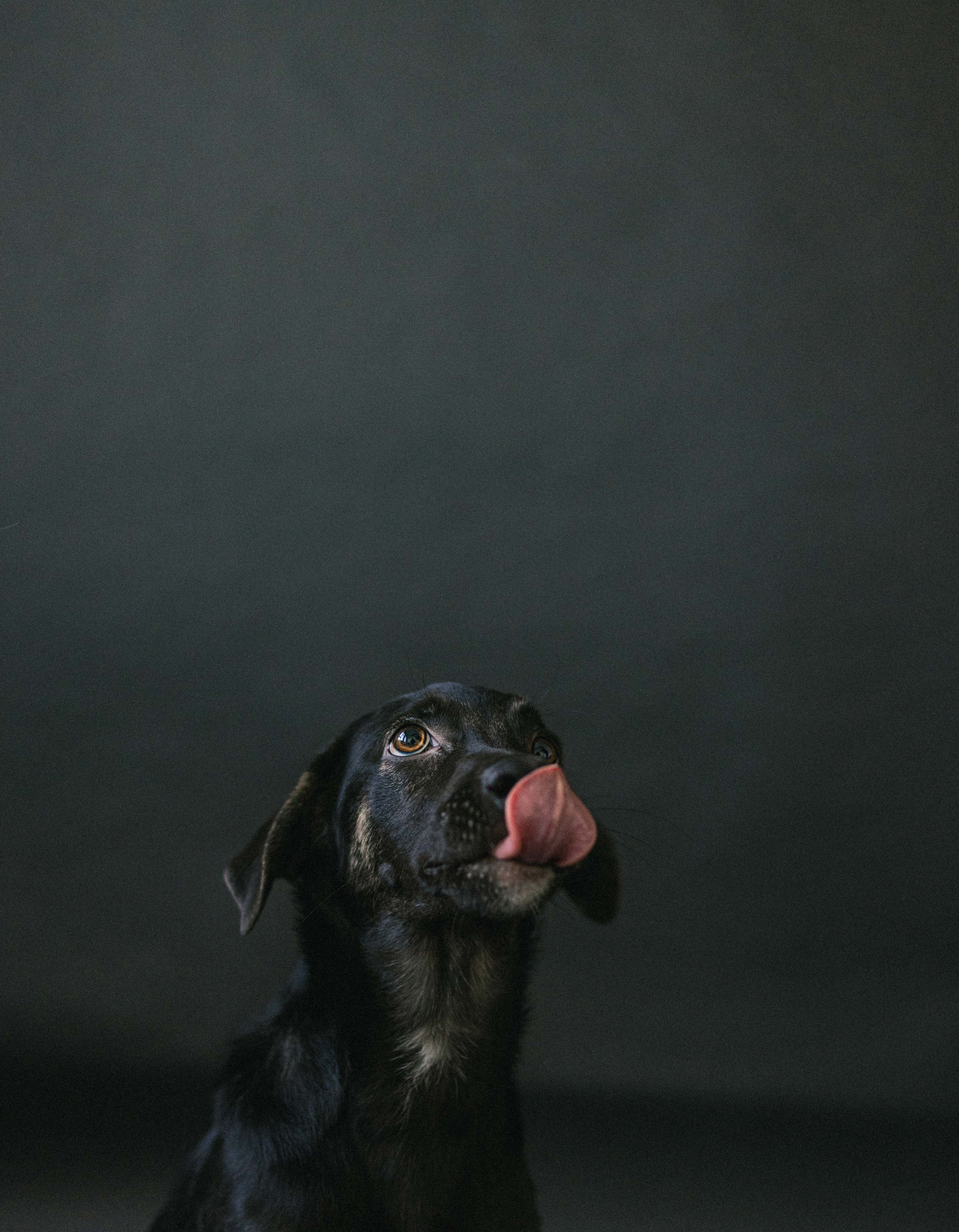 Крис и Тэдди. Фотограф-анималист в Москве Лера Черноног