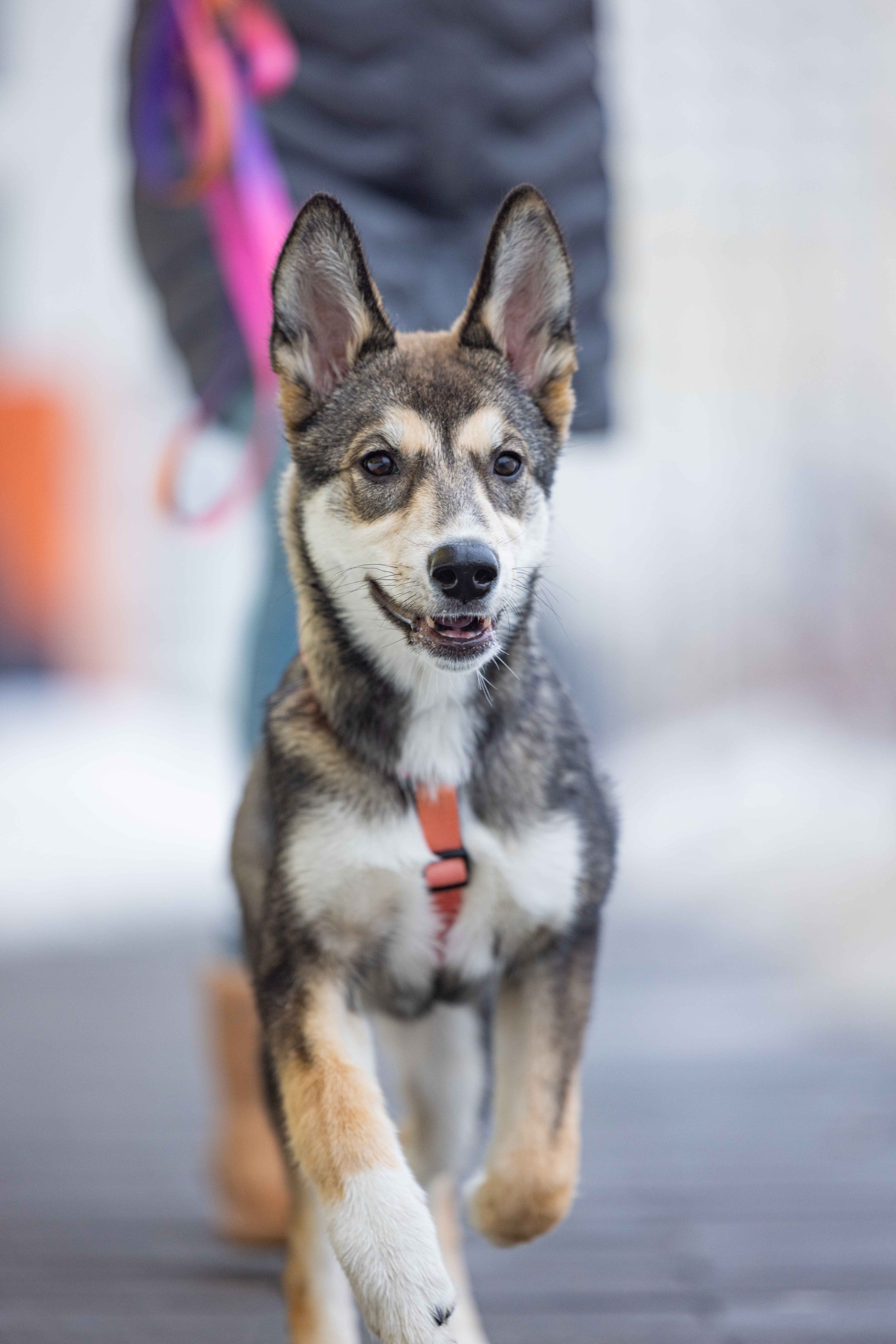 Шами. Фотограф-анималист в Москве Лера Черноног