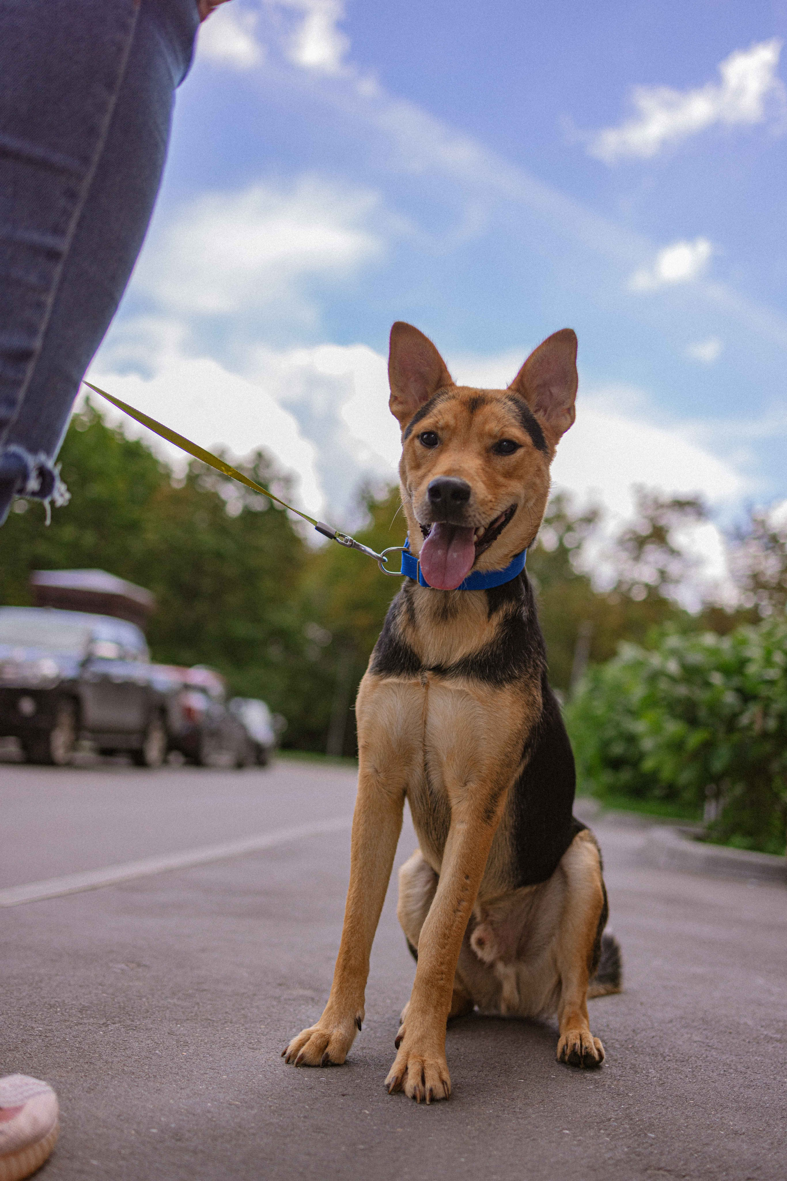 Джеки. Фотограф-анималист в Москве Лера Черноног