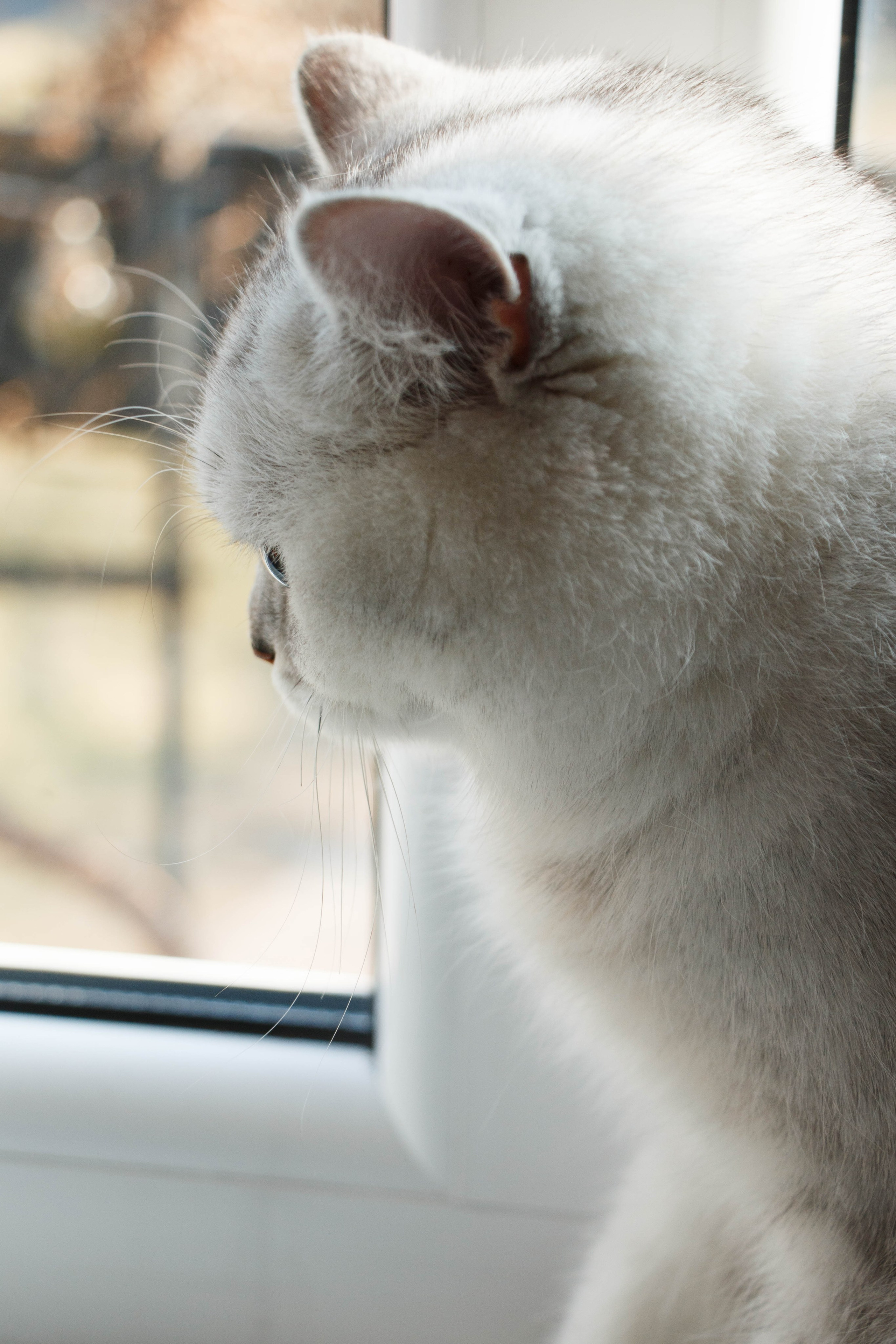 NASTYA & KITTI. Бережно сохраняю ваши чувства и истории на своих фотографиях