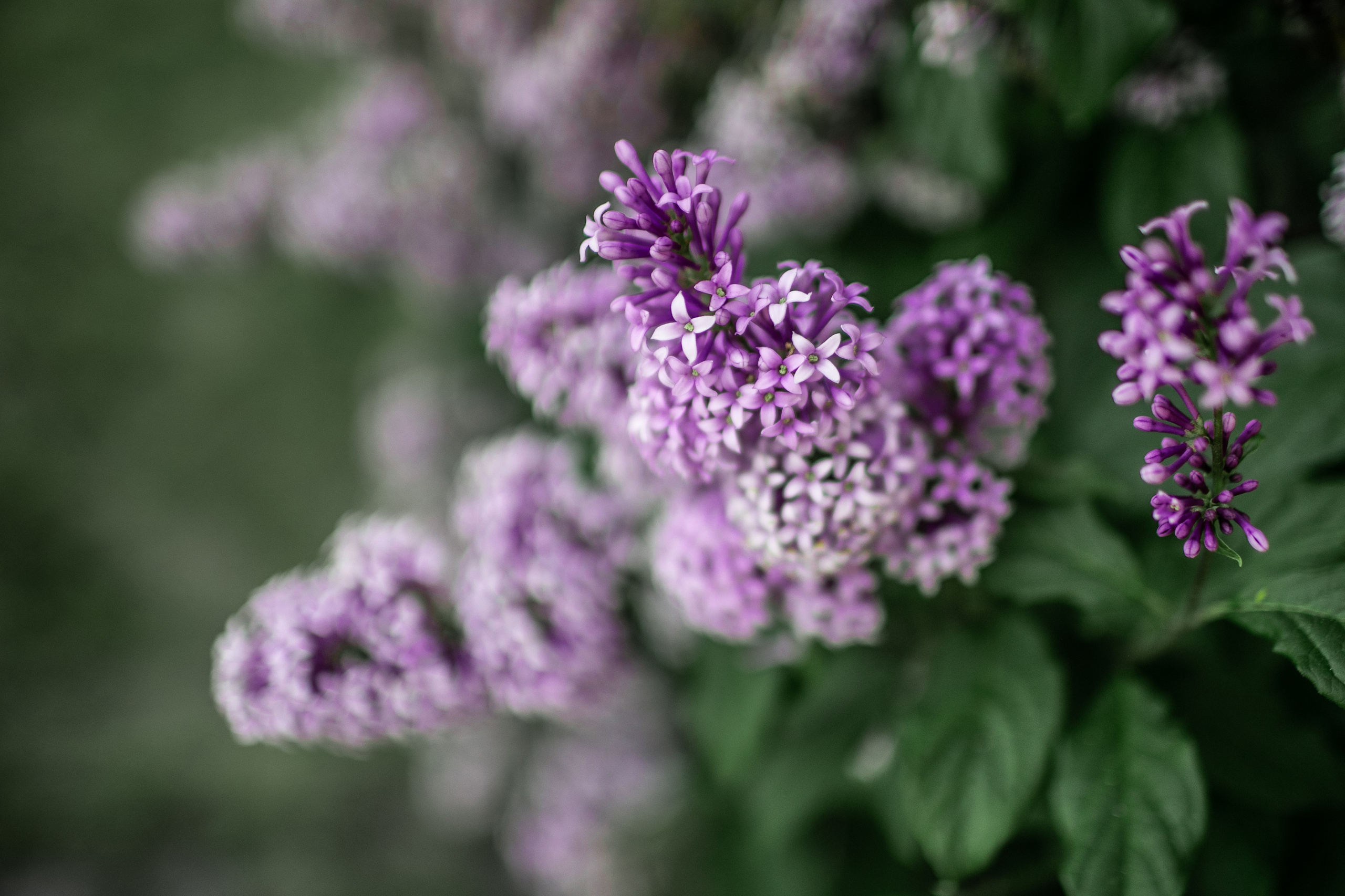 Сирень. Фотограф Елена Вишневская (Ушакова) Нефтеюганск, Сургут, Тюмень