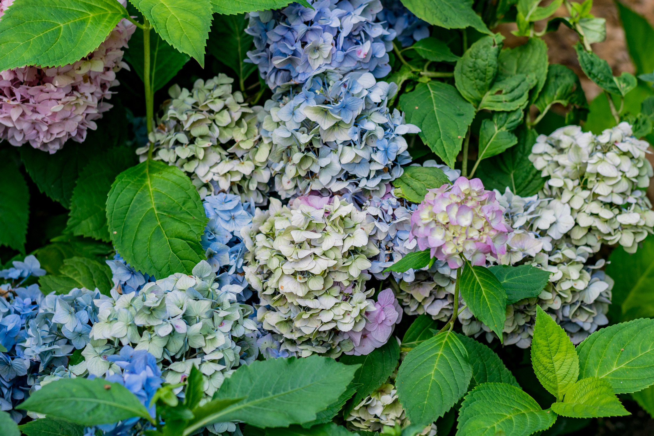 Антон Курдюмов фотограф в Хабаровске Рина Курдюмова фото27 foto27 Антон Дорофеев репортажный репортаж документалист Тони и Рина фотосоздатели Виноградники Хехцир 2024 Хабаровск виноград дикий фермер фермерство дачный сезон