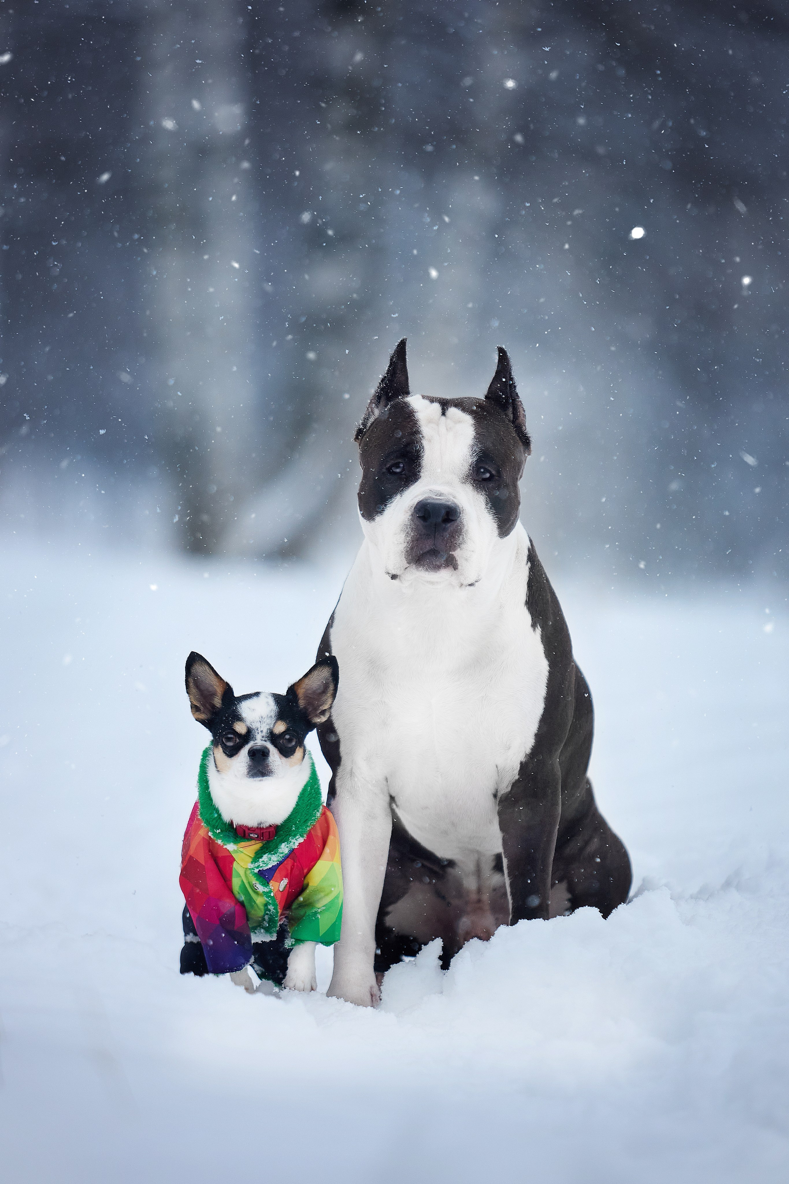 Фотограф-анималист в Москве Евгения Старостина