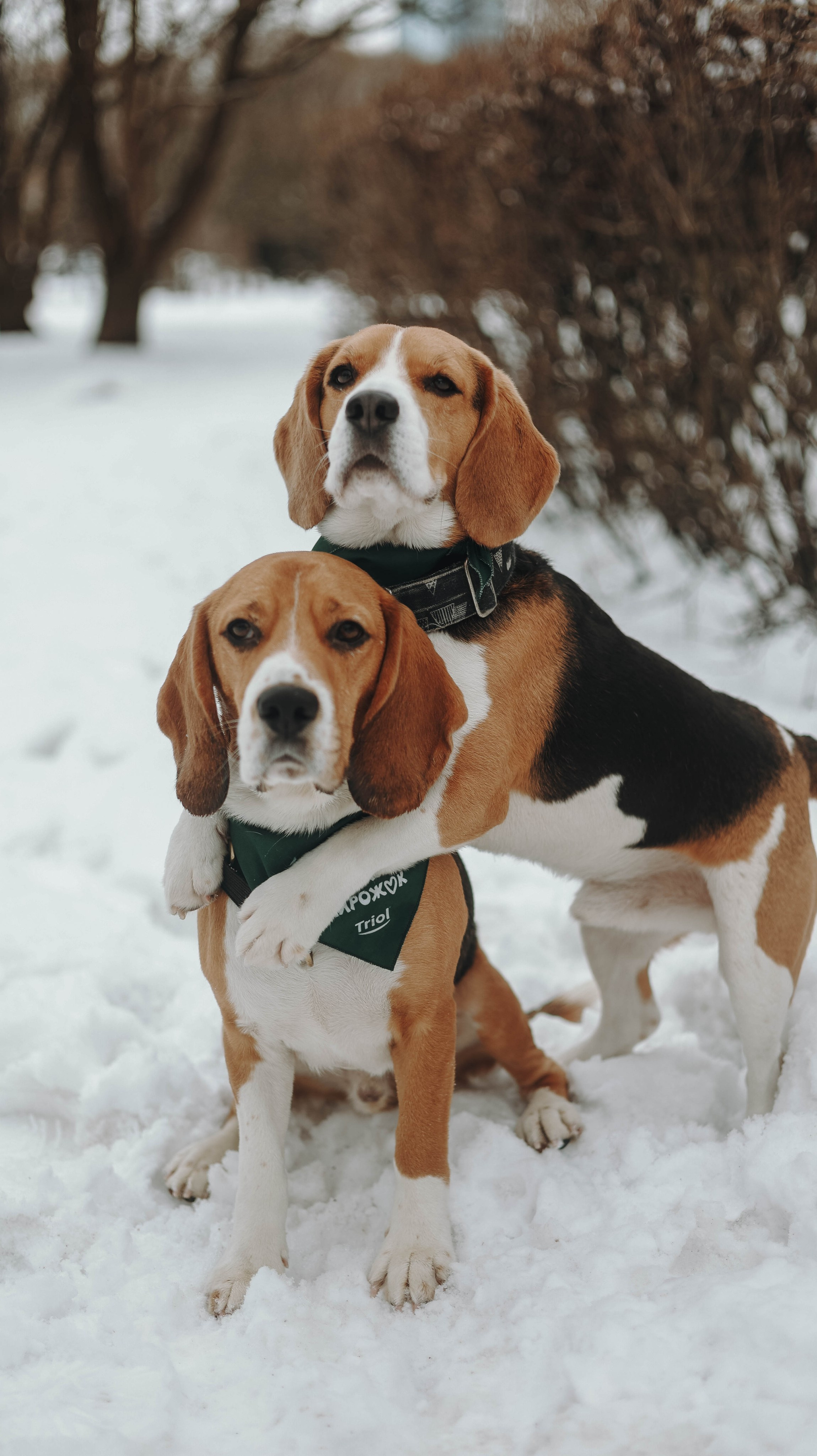 Татьяна, Чивас и Чопка. Фотограф животных Евгения Верцинская