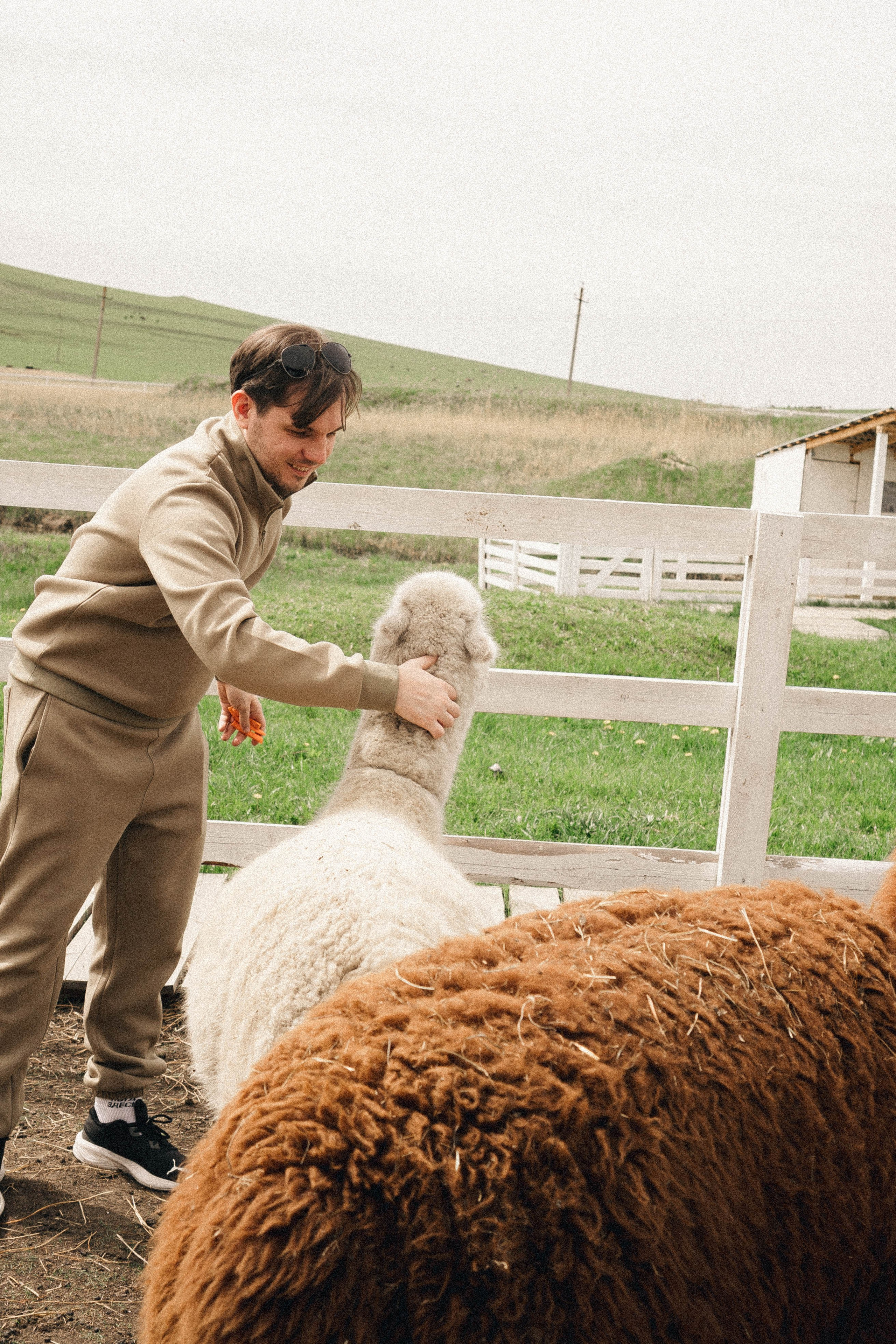 Ферма Альпак. Профессиональный фотограф, Санкт-Петербург — Виктория Богомолова
