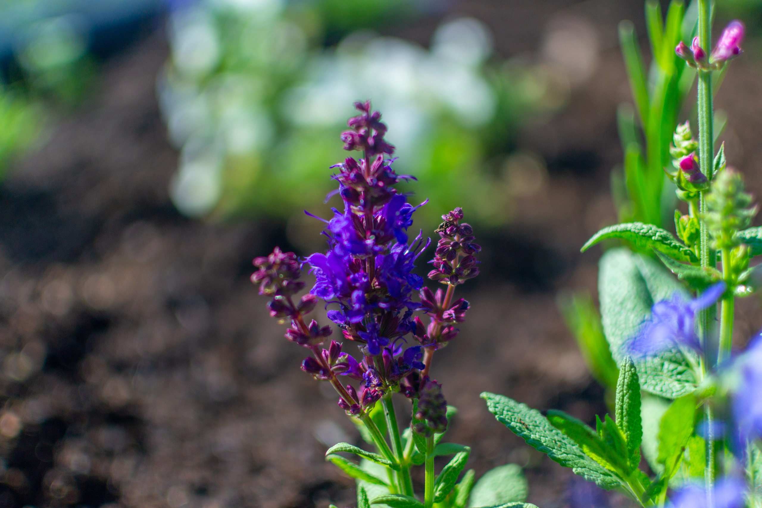 Тульская областная онкологическая больница (лето-цветы, NIKON D3100 35 мм F1,8)). Фотограф в Туле Крупский АнДРей. Фотостудия «КАДР71» в Туле