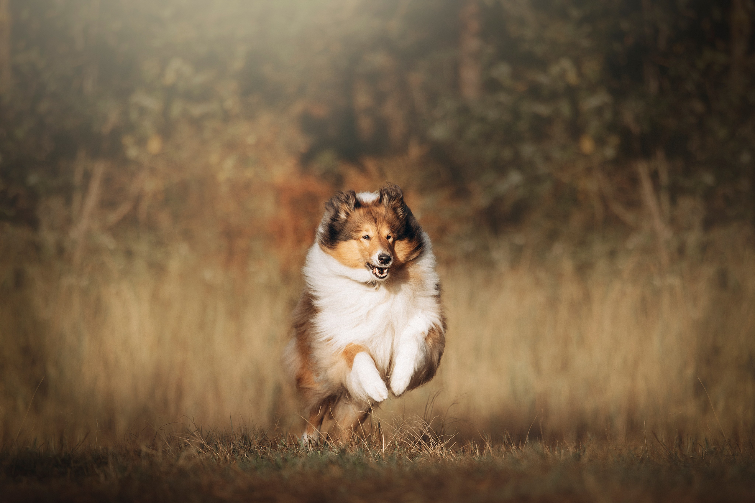 Трисс, Эста, Яся и их семья. Фотограф — Анималист | Санкт-Петербург