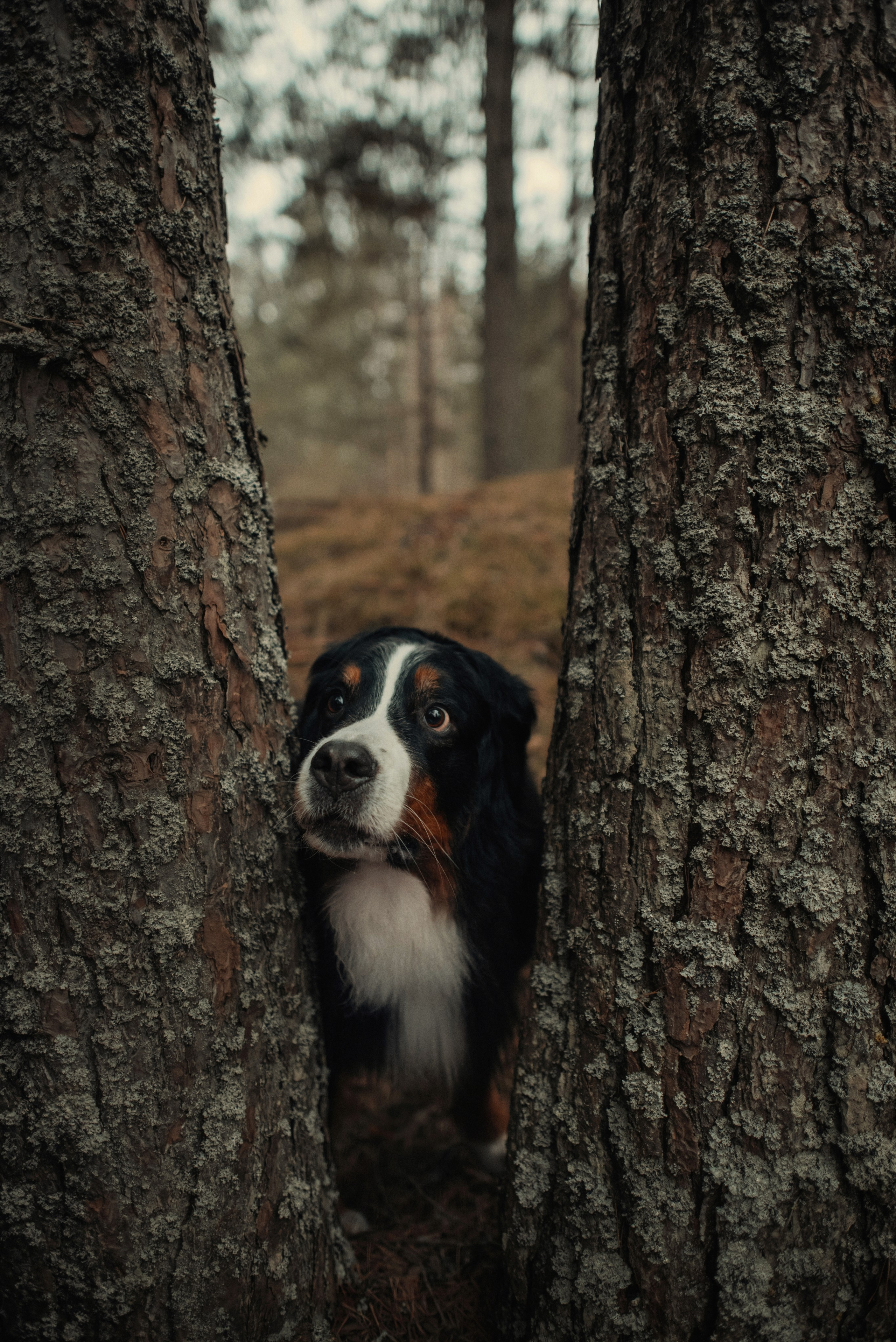 Прогулка: берн Пума, Фрэнк и Юля в Питере. Портфолио