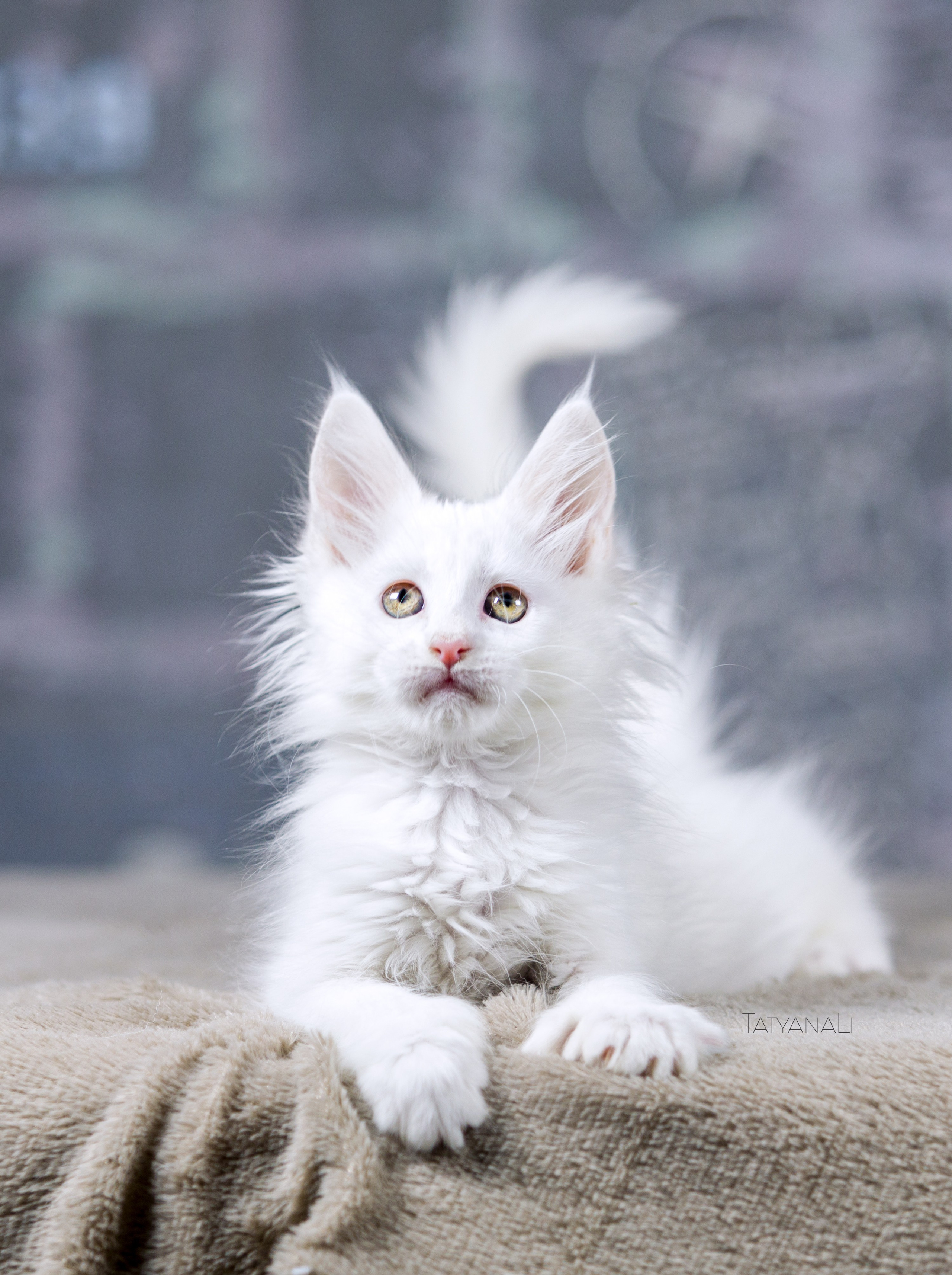 Котята. Фотограф — анималист Татьяна Ли