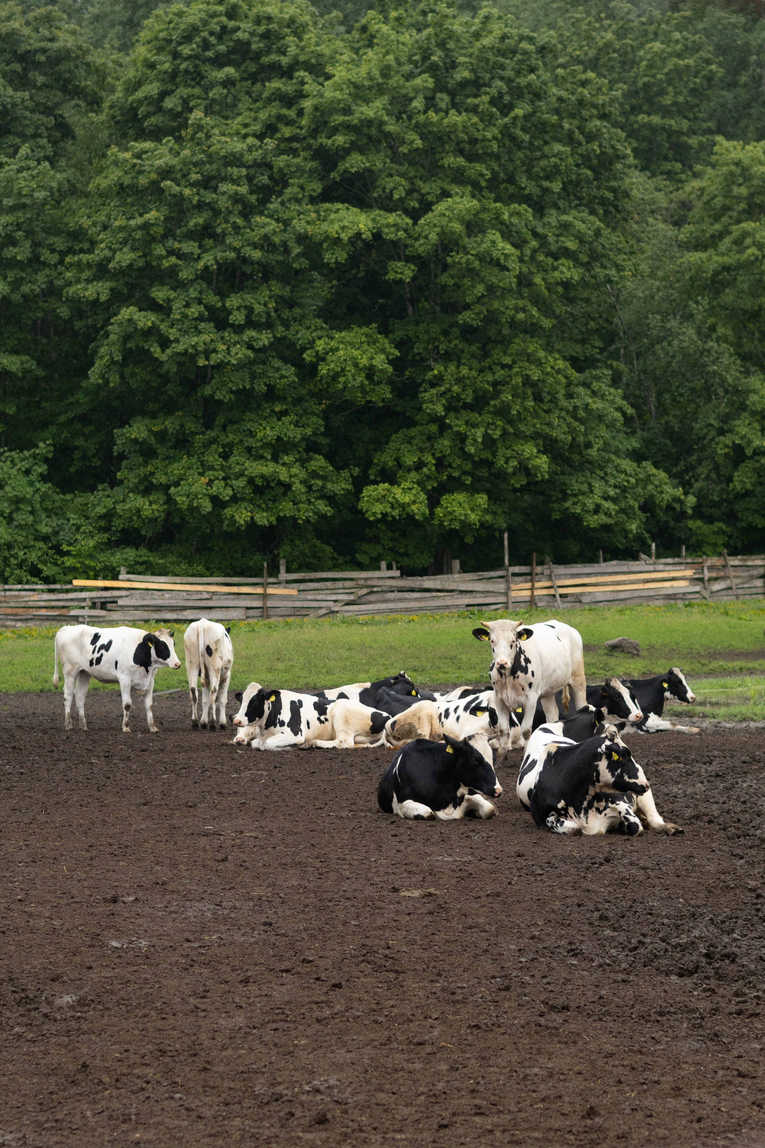 В мире животных. Фотокружок «Видоискатель» ГБОУ СОШ № 291
