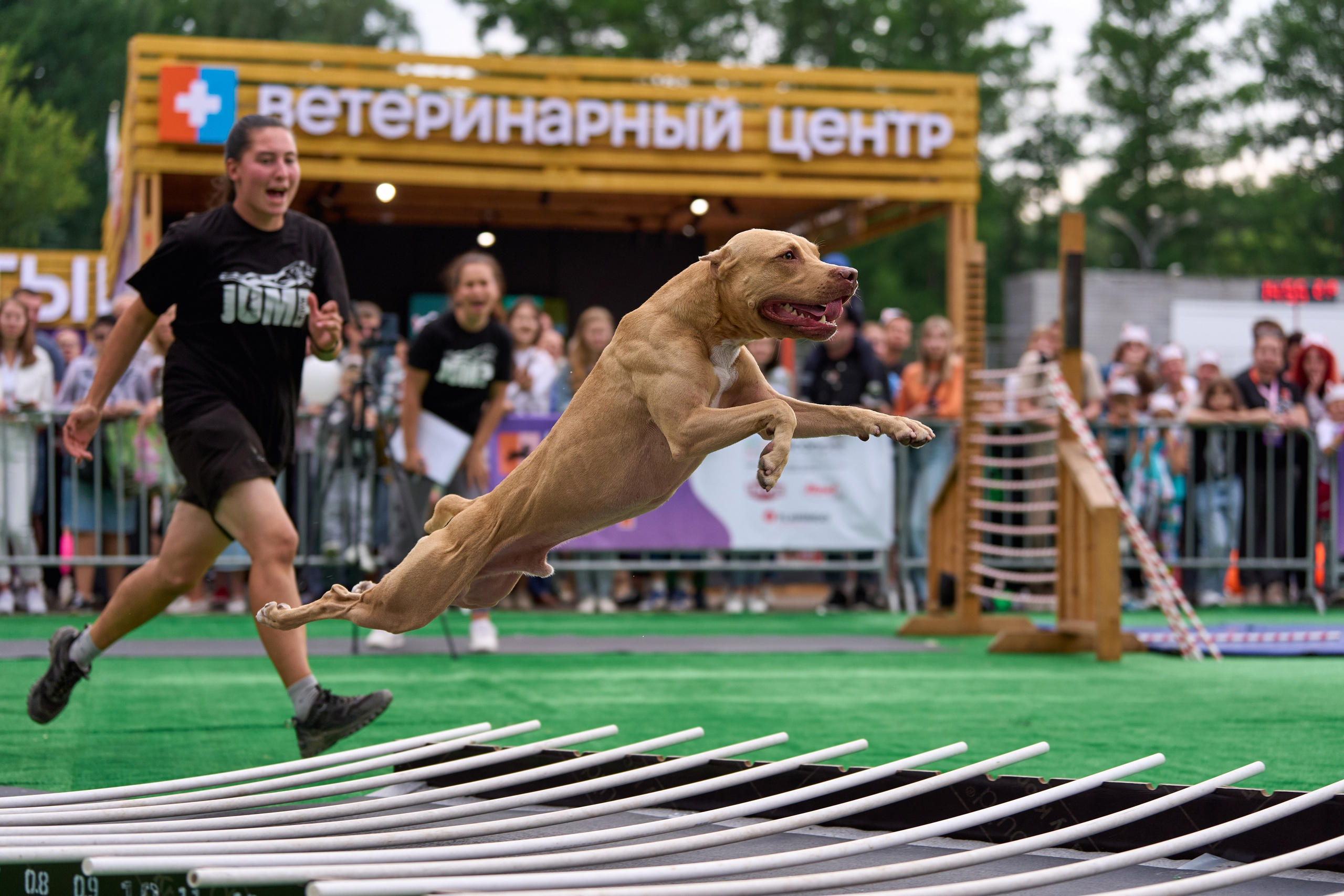 4 лапы Фест. Многоборье. Фотограф-анималист Михаил Манухин