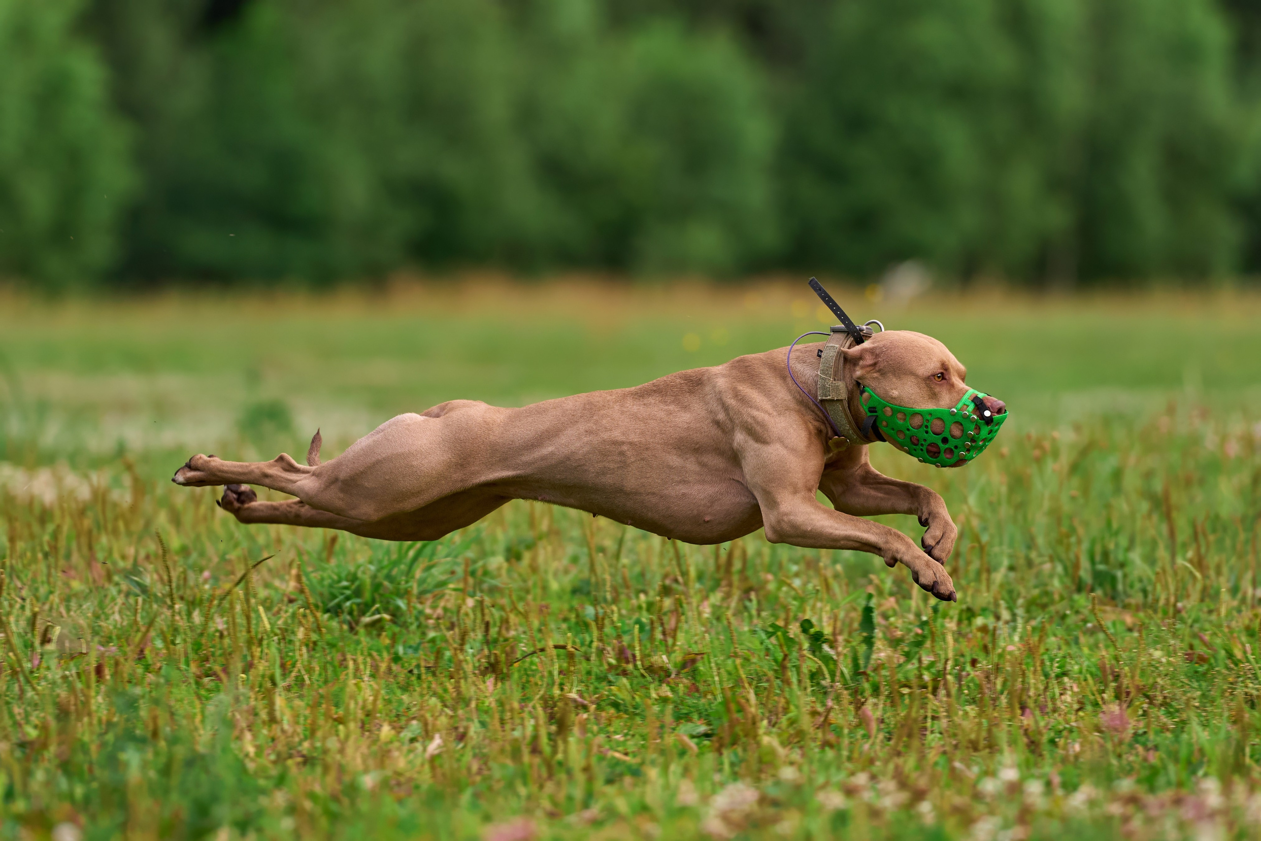 Тренировка по курсингу в Донино. Фотограф-анималист Михаил Манухин