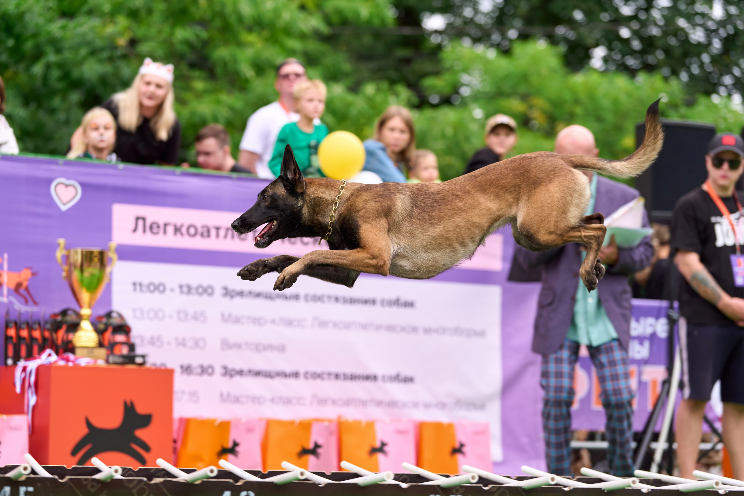 4 лапы Фест. Многоборье. Фотограф-анималист Михаил Манухин
