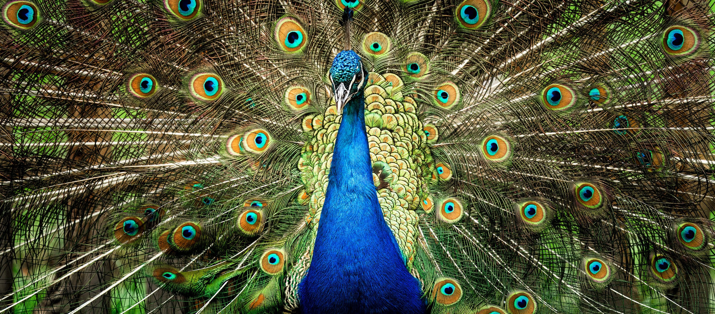 Дикая природа • Wildlife. Елена Ивановой • Профессиональный фотограф