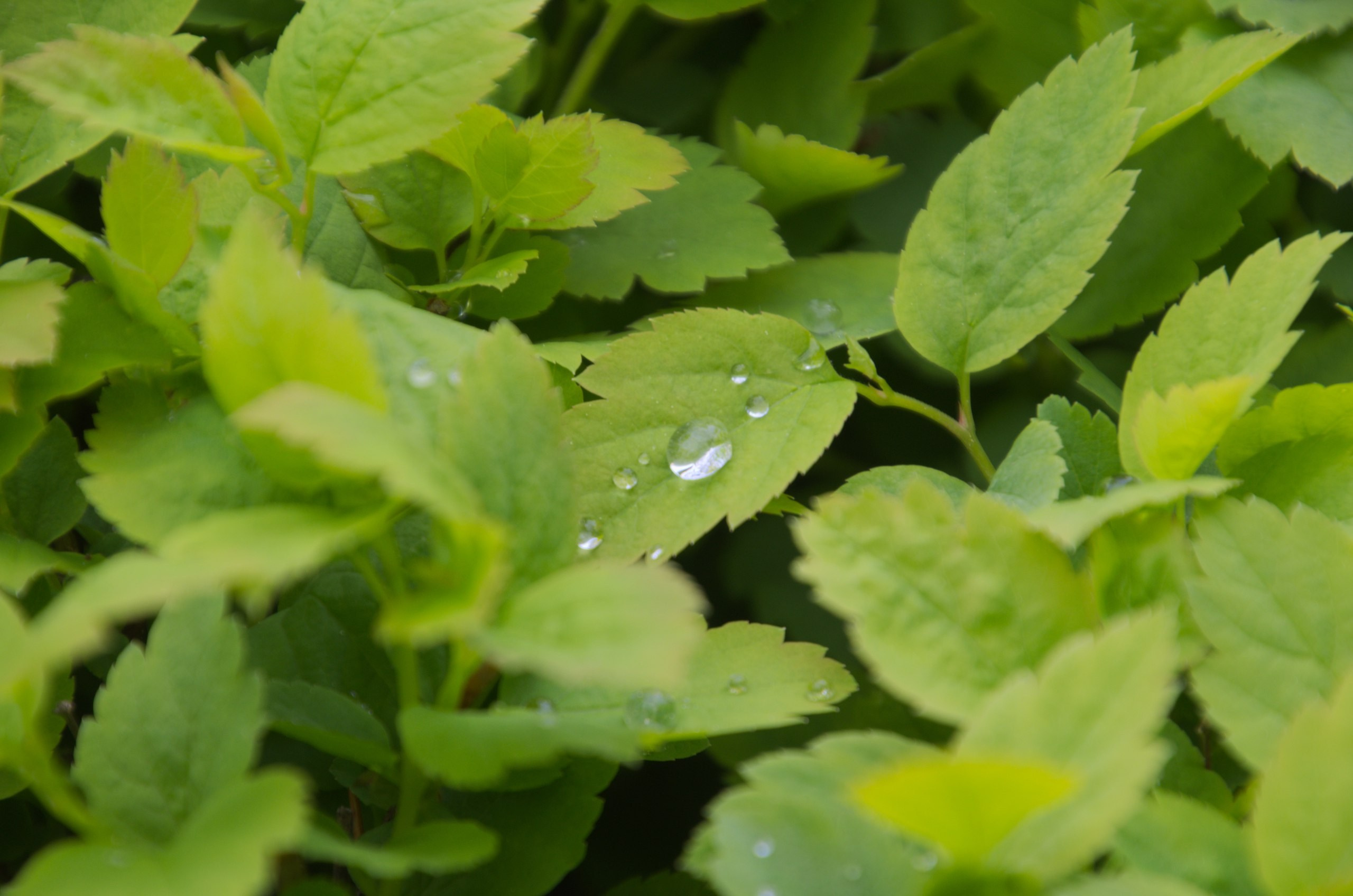 Мелихово | 21.05.2017. Галерея Фантим
