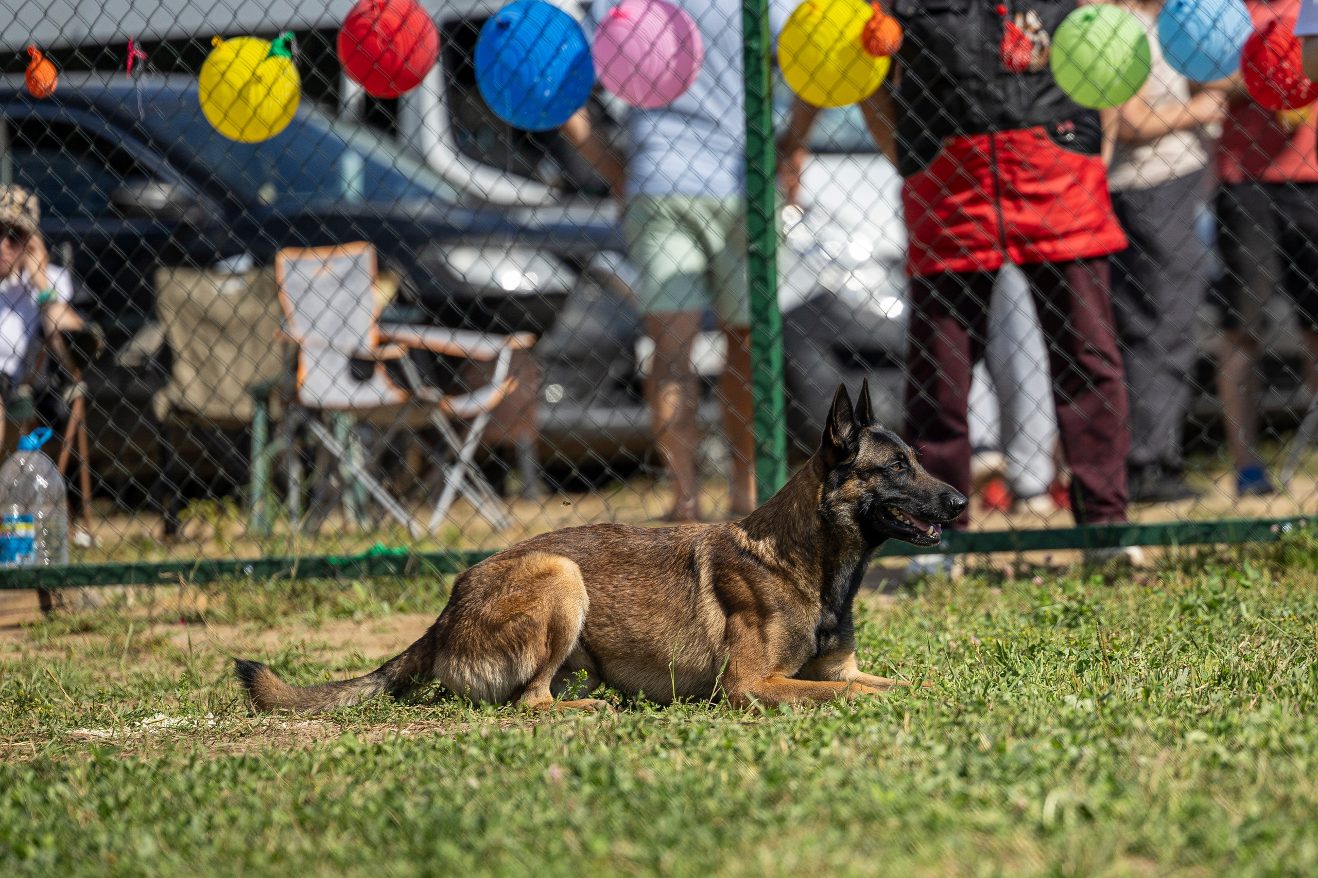 Соревнования по Мондьорингу г. Вологда 10-11.08.2024. Фотограф-анималист Анна Маринич