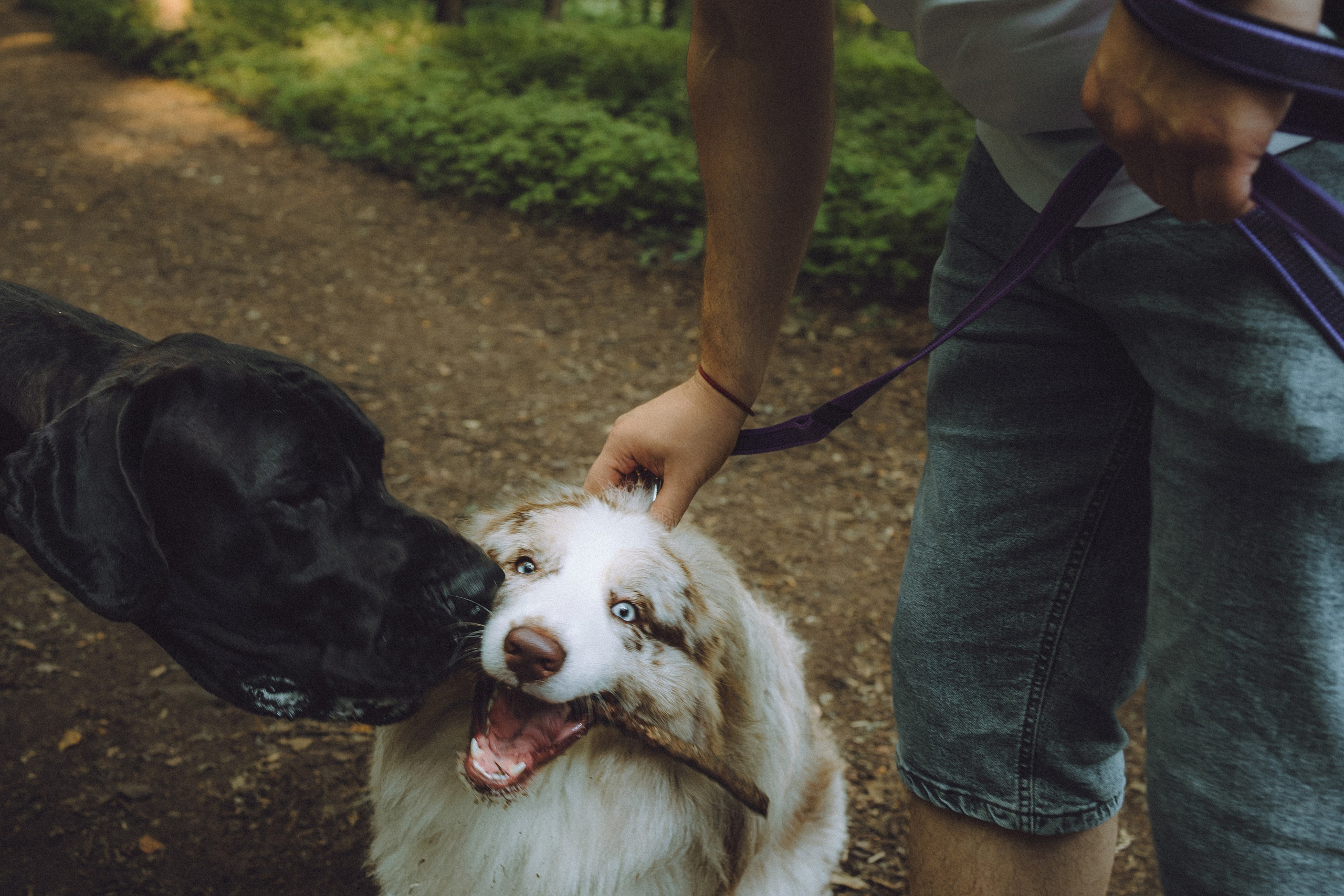 Катя, Андрей, Гектор, Ричи, Тортик и Трой