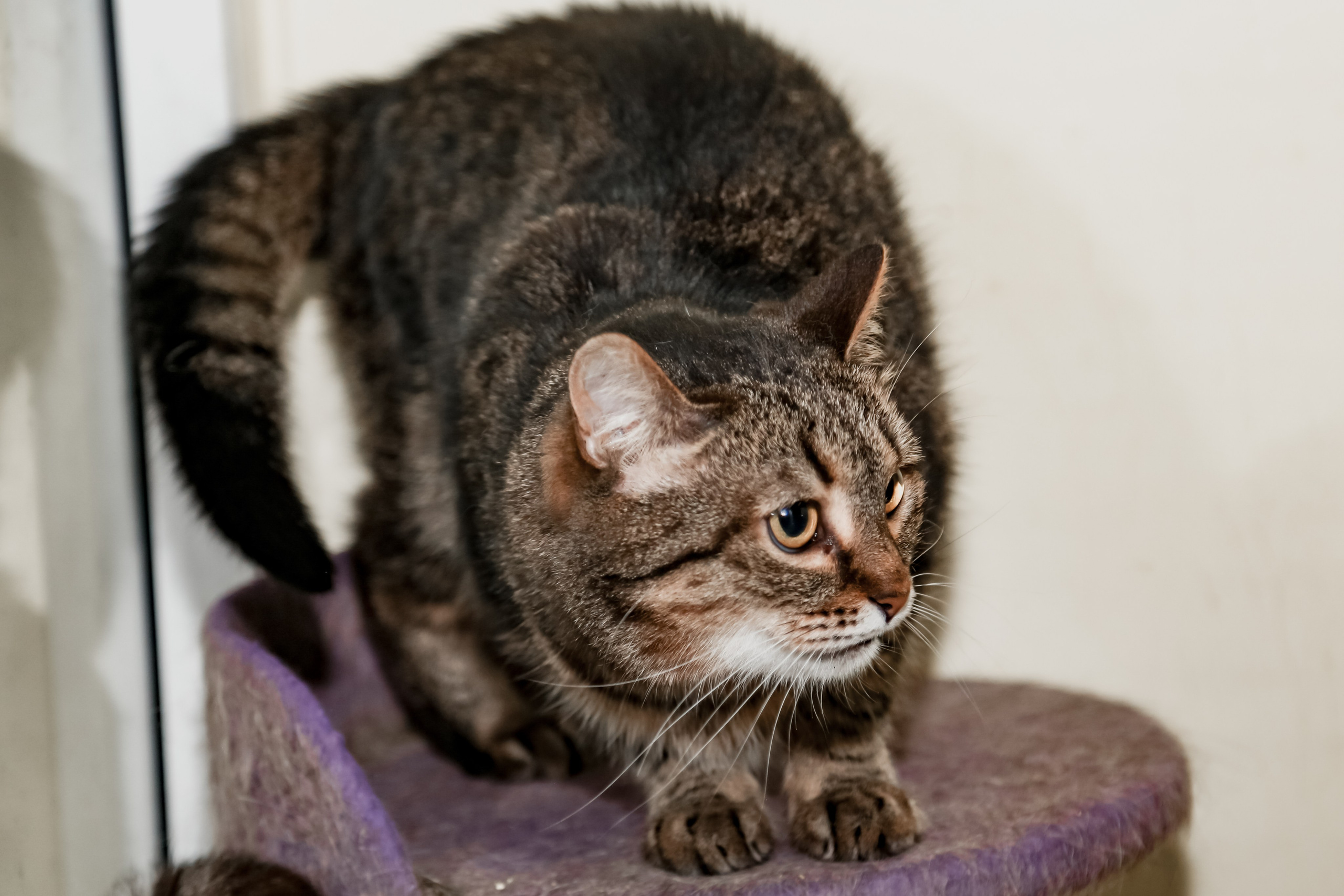 Приют Кошкин Дом Филимоша. Ваш фотограф в Оренбурге Рощупкина Екатерина