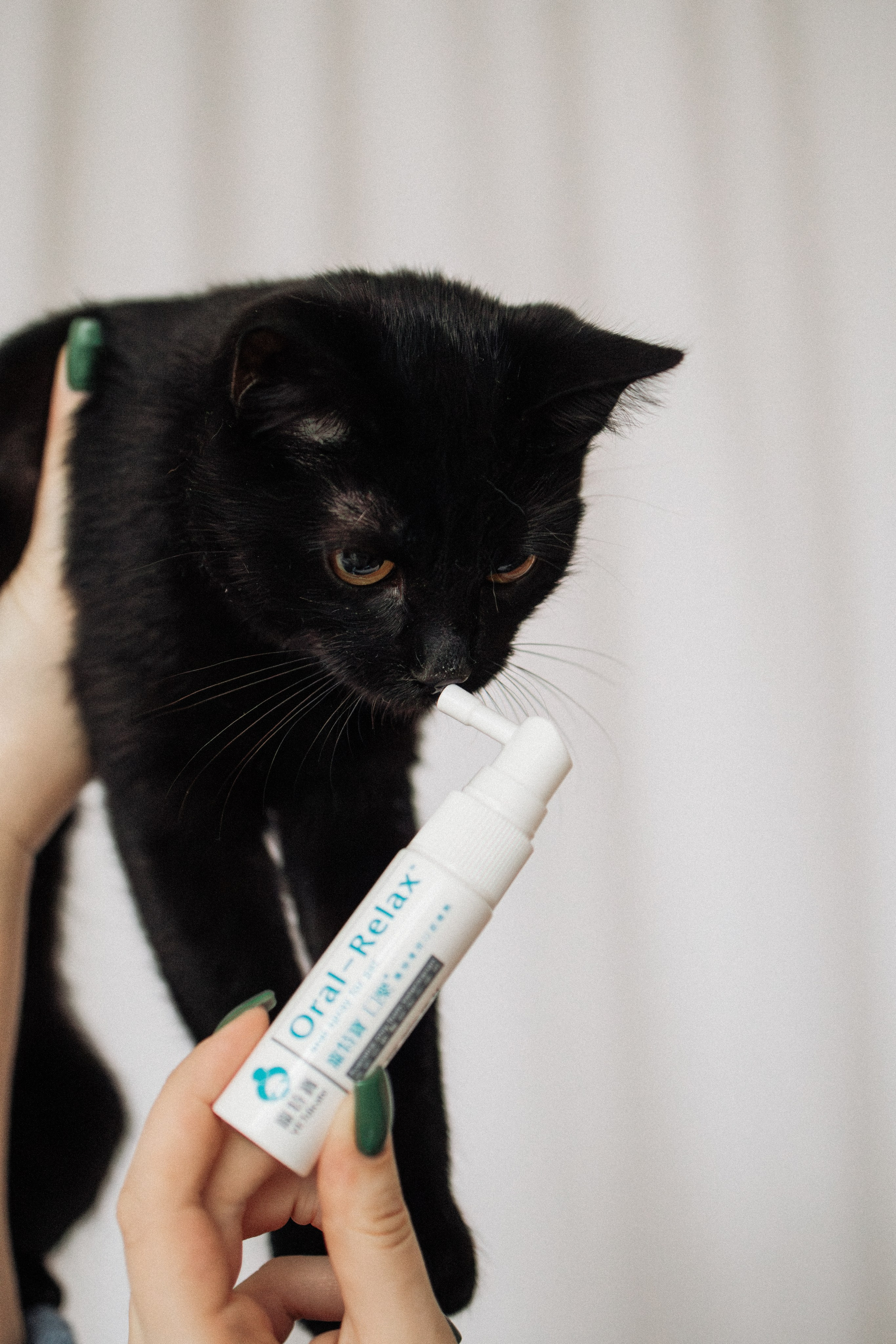 Orozyme&Emmiepet. Фотораф — анималист Мария Шистка