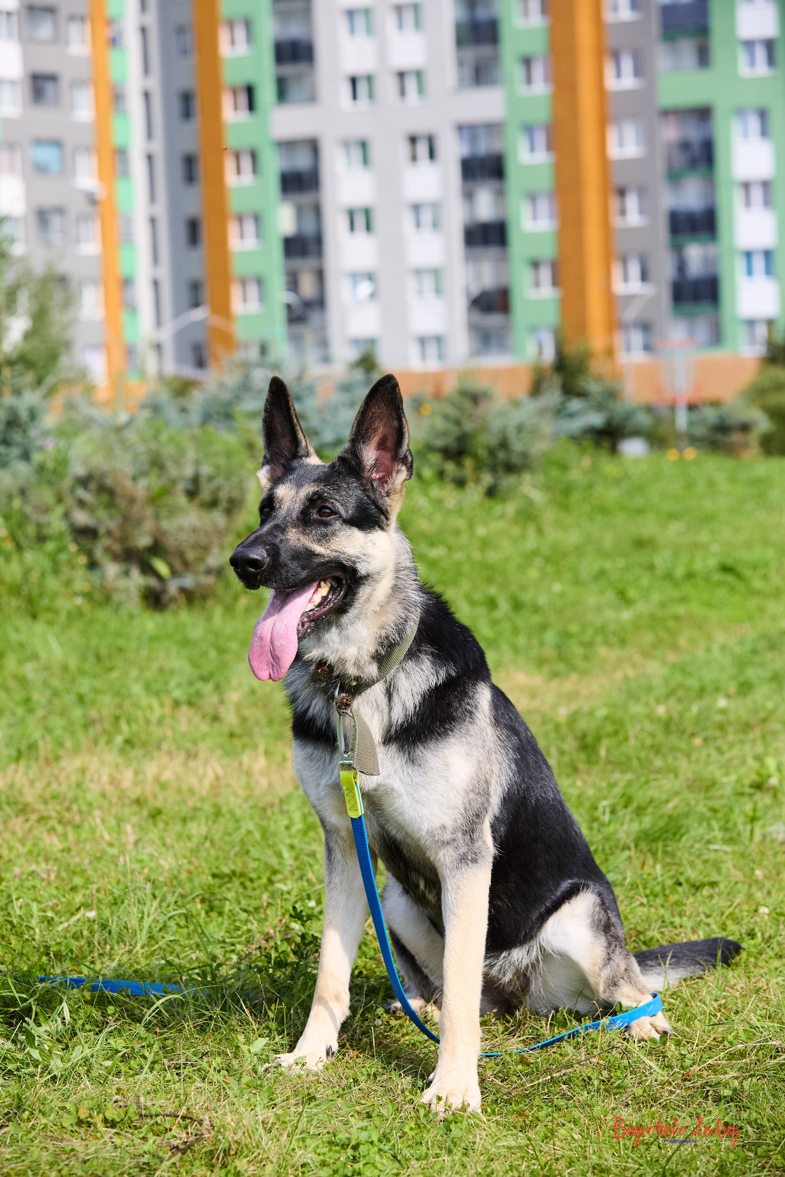 Проект фотопрогулка с хвостиком. Buyvolenko Andrey