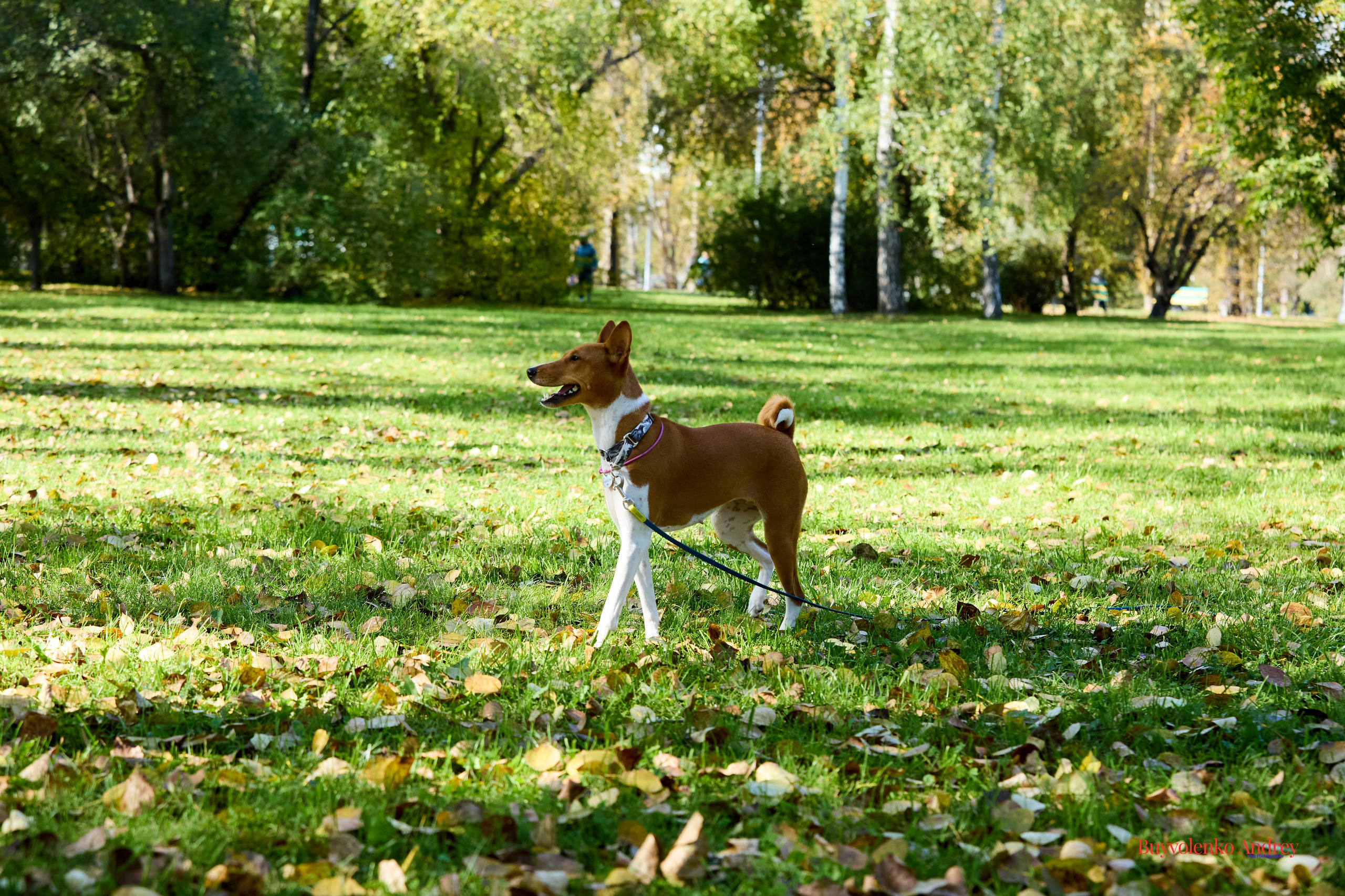 Басенджи и Аусси 21.09.2025. Buyvolenko Andrey