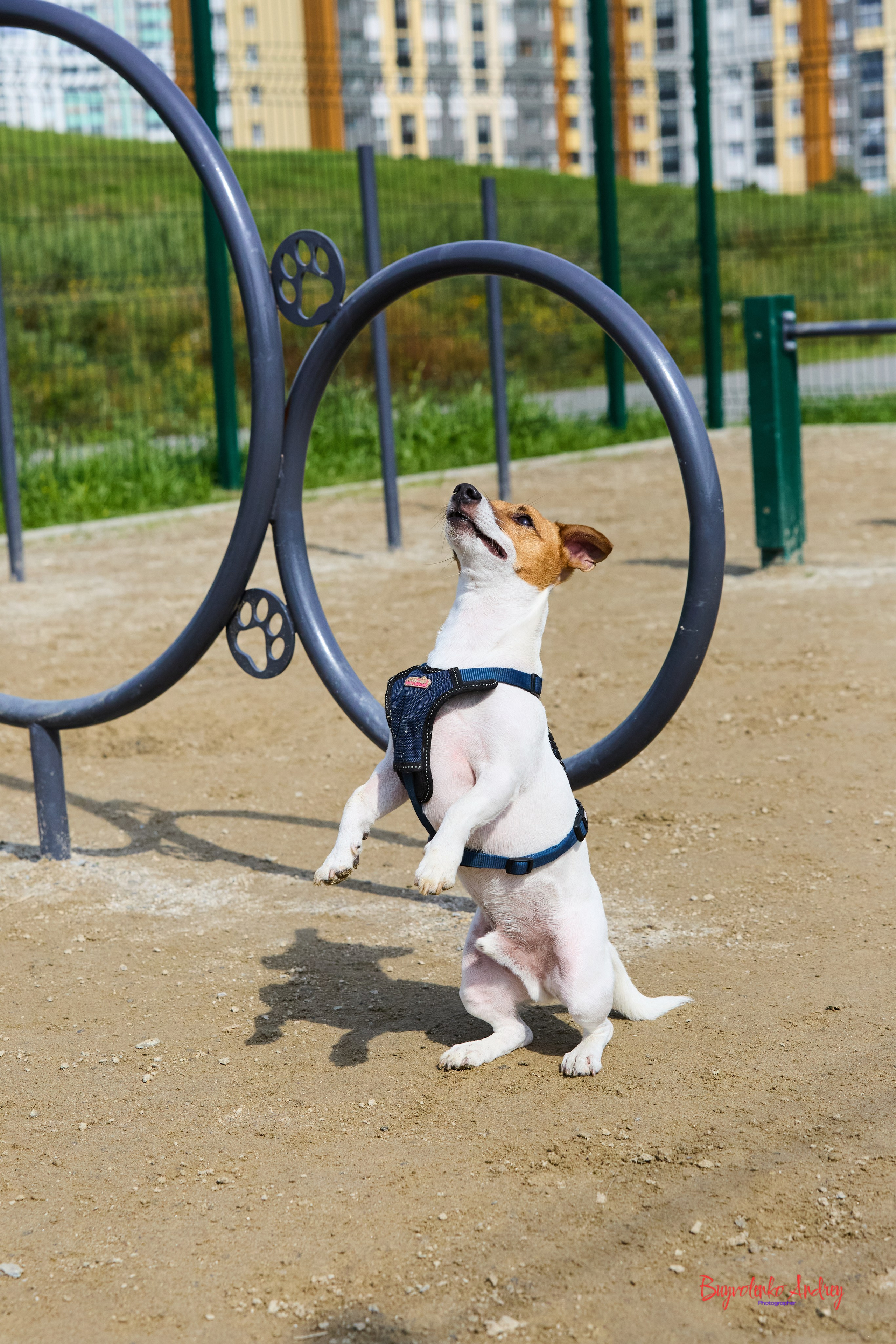 Проект фотопрогулка с хвостиком. Buyvolenko Andrey