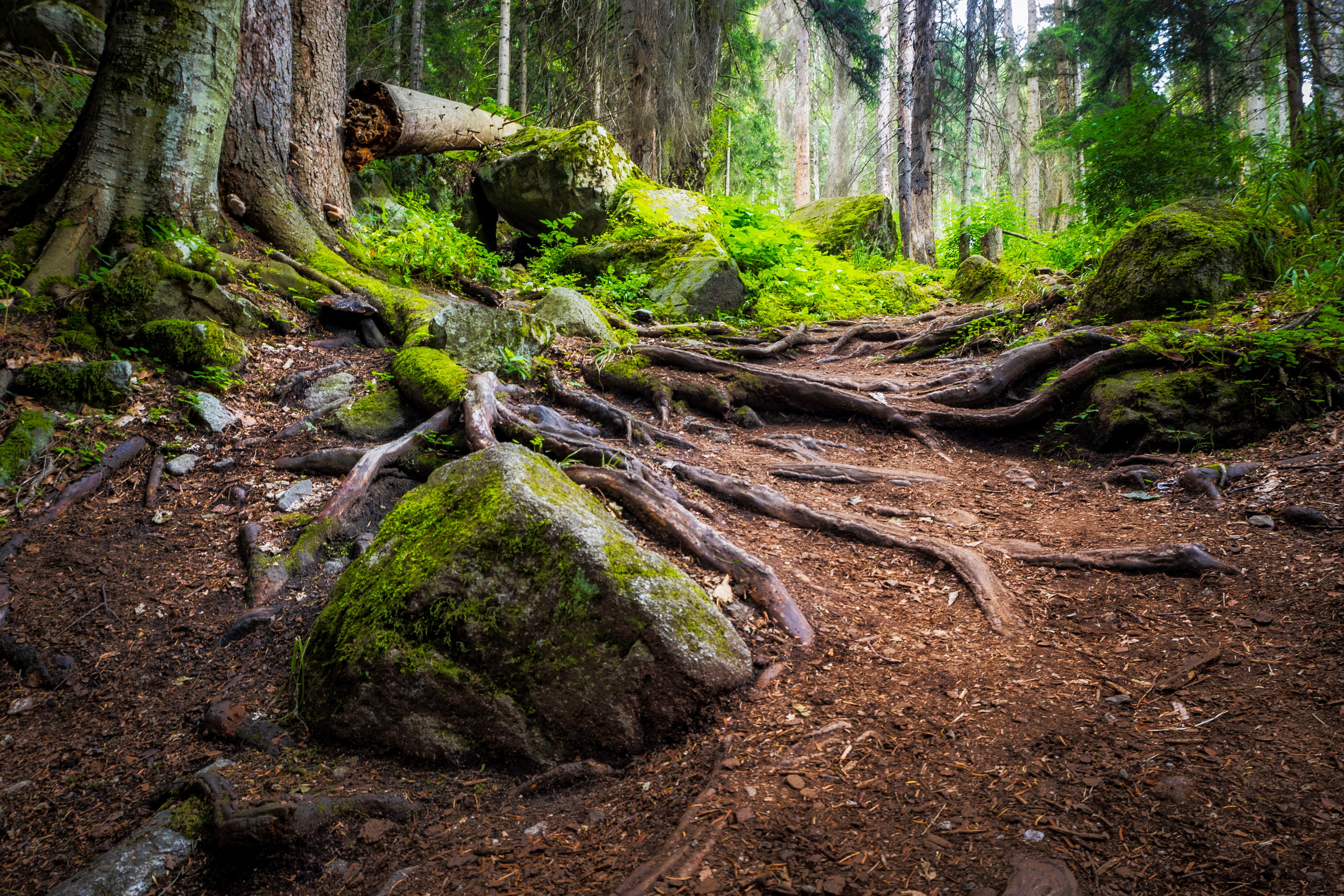 Сказочные тропы лесов Теберды. Фотохудожник Артём Парамонов