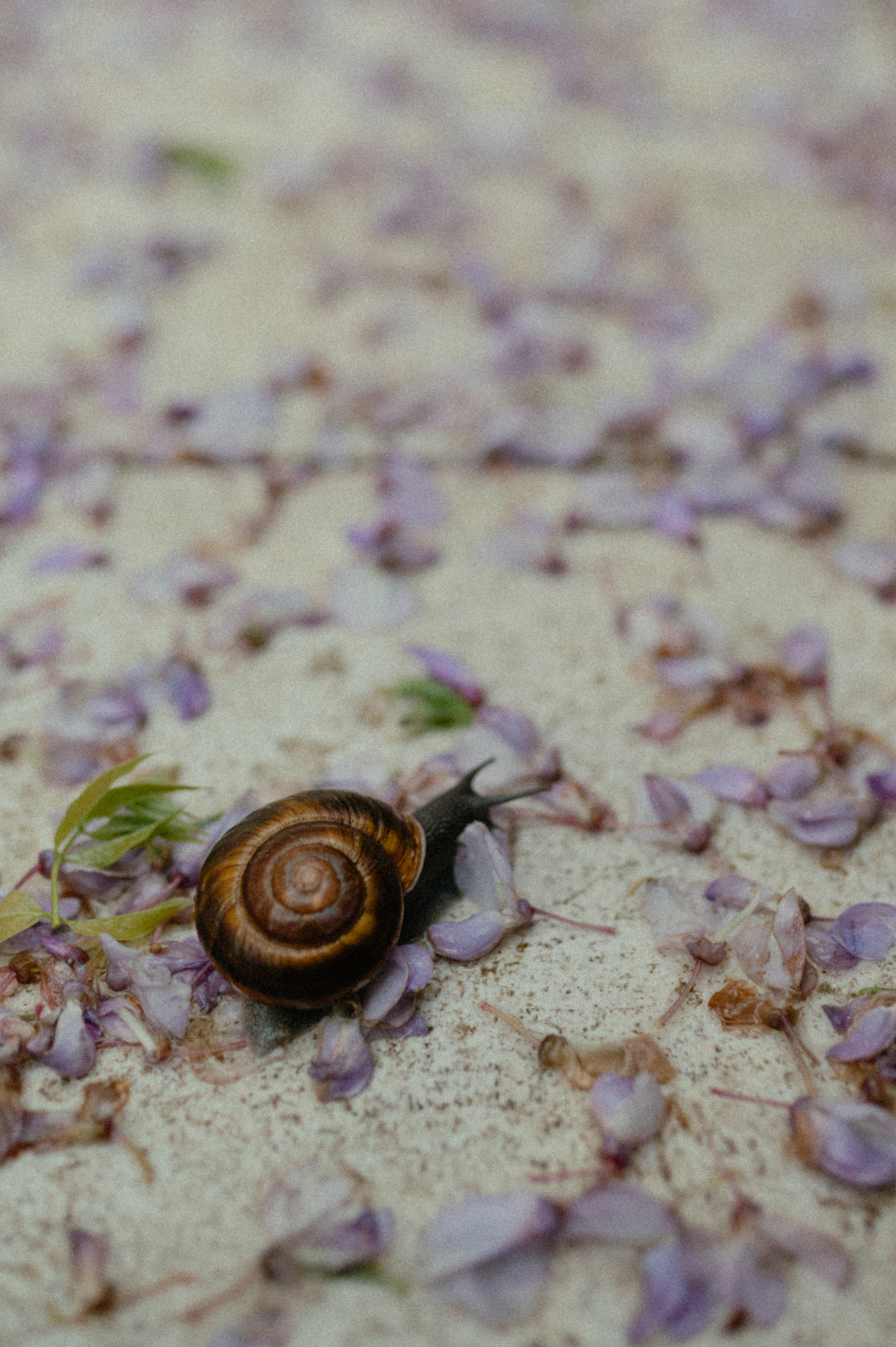 2023 Черногория. Открытки. Свадебный фотограф Абрамова Ксения