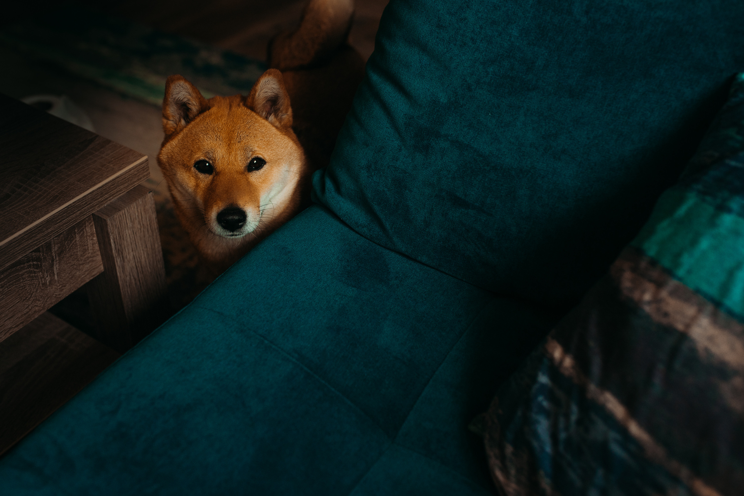 Лена, Ева и Юкки. Семейный и детский фотограф в Новосибирске и Краснообске — Анна Ким