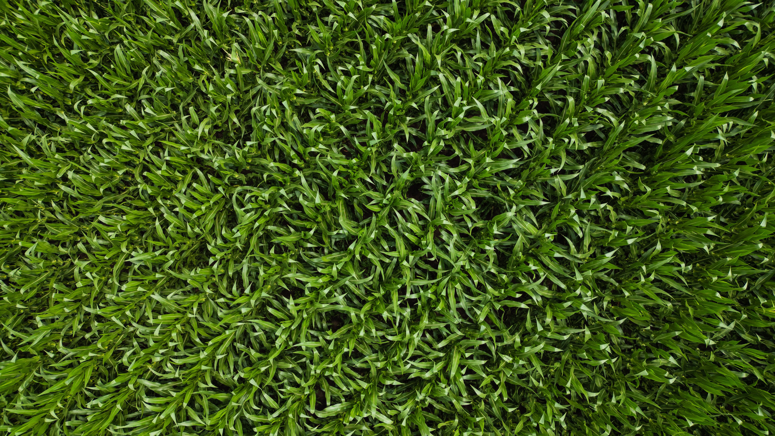 Проекты. Профессиональный фотограф Вячеслав Плацында | Липецк |