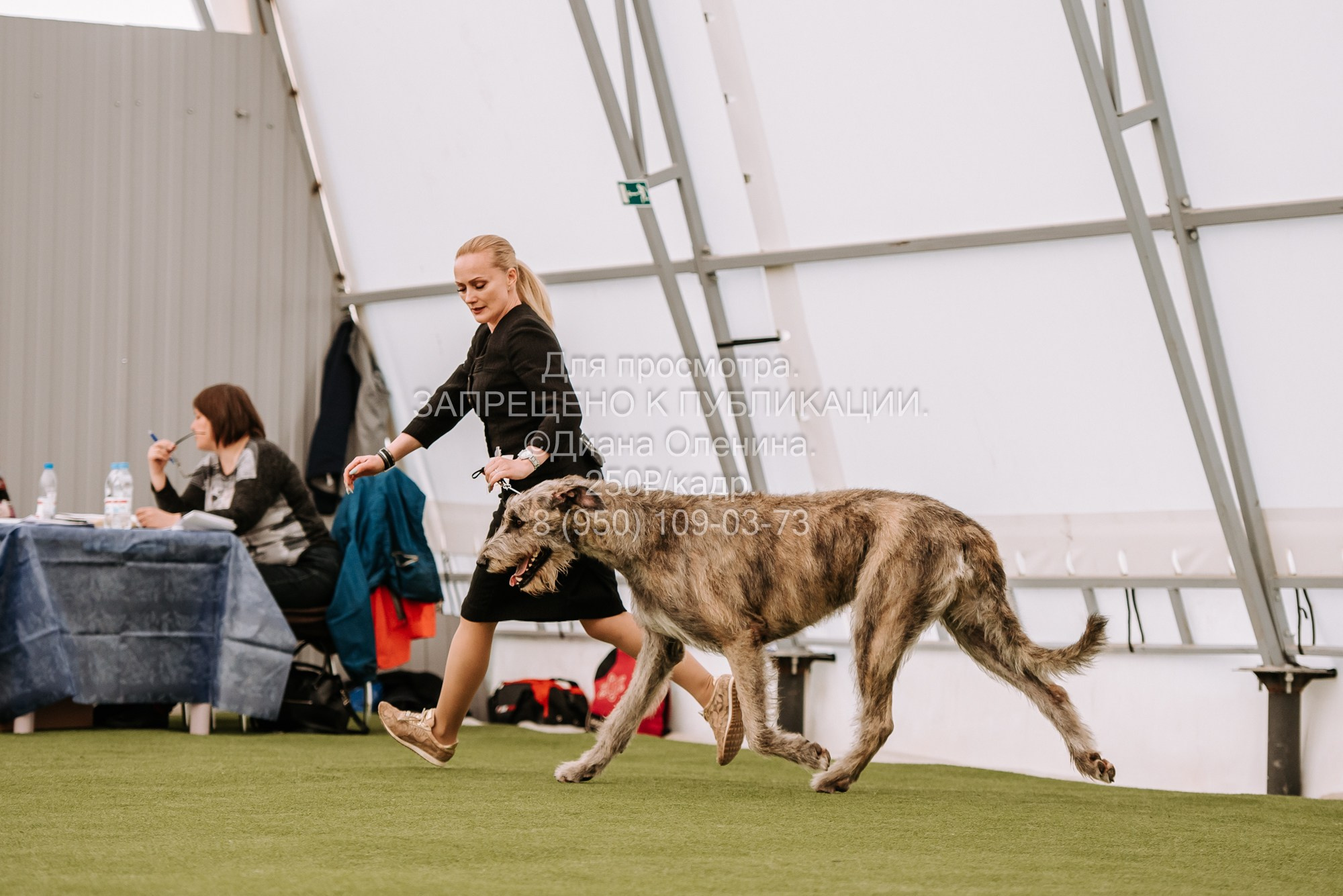 Выставка собак Красноярск 2.06. Фотограф Диана Оленина Красноярск / Братск