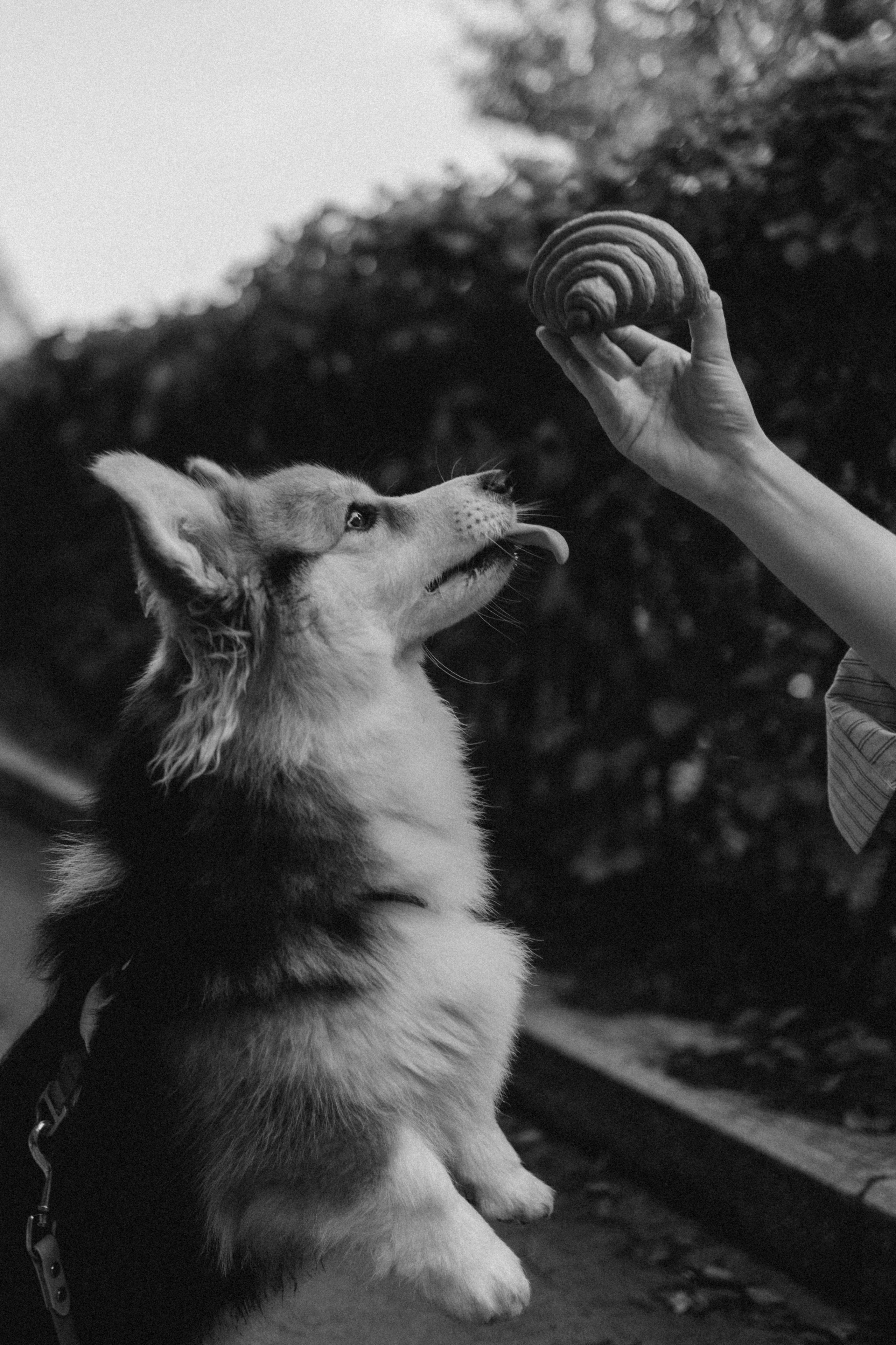 Мишель и Влада. Фотораф — анималист Мария Шистка