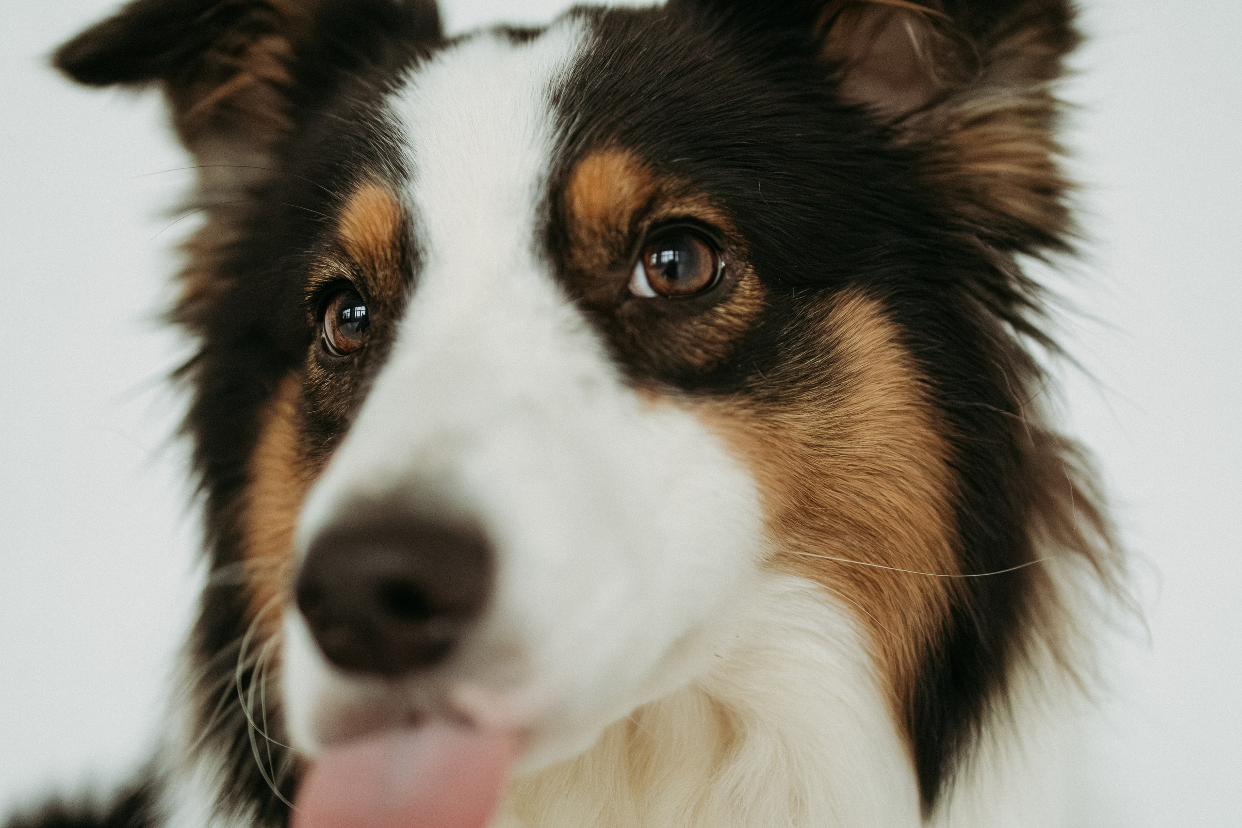 Мячи-попрыгуны. Фотораф — анималист Мария Шистка